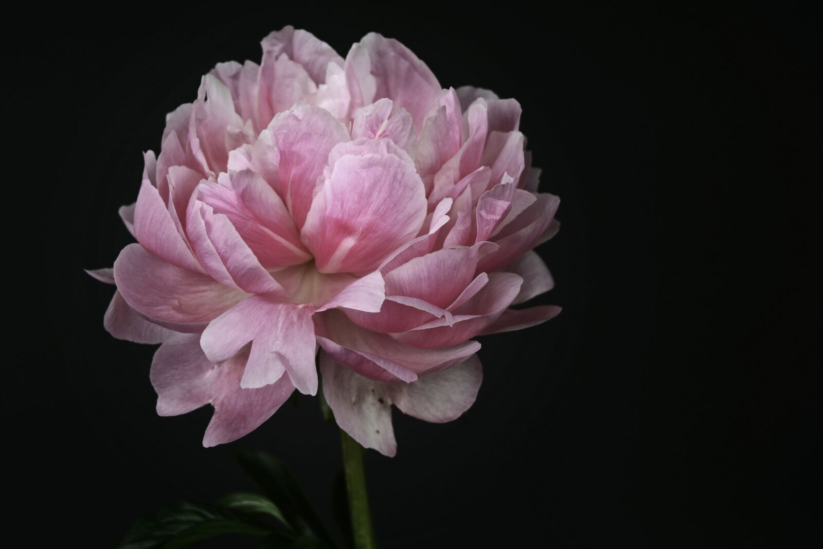 Nikon D7100 sample photo. Peony, blossom, bloom photography
