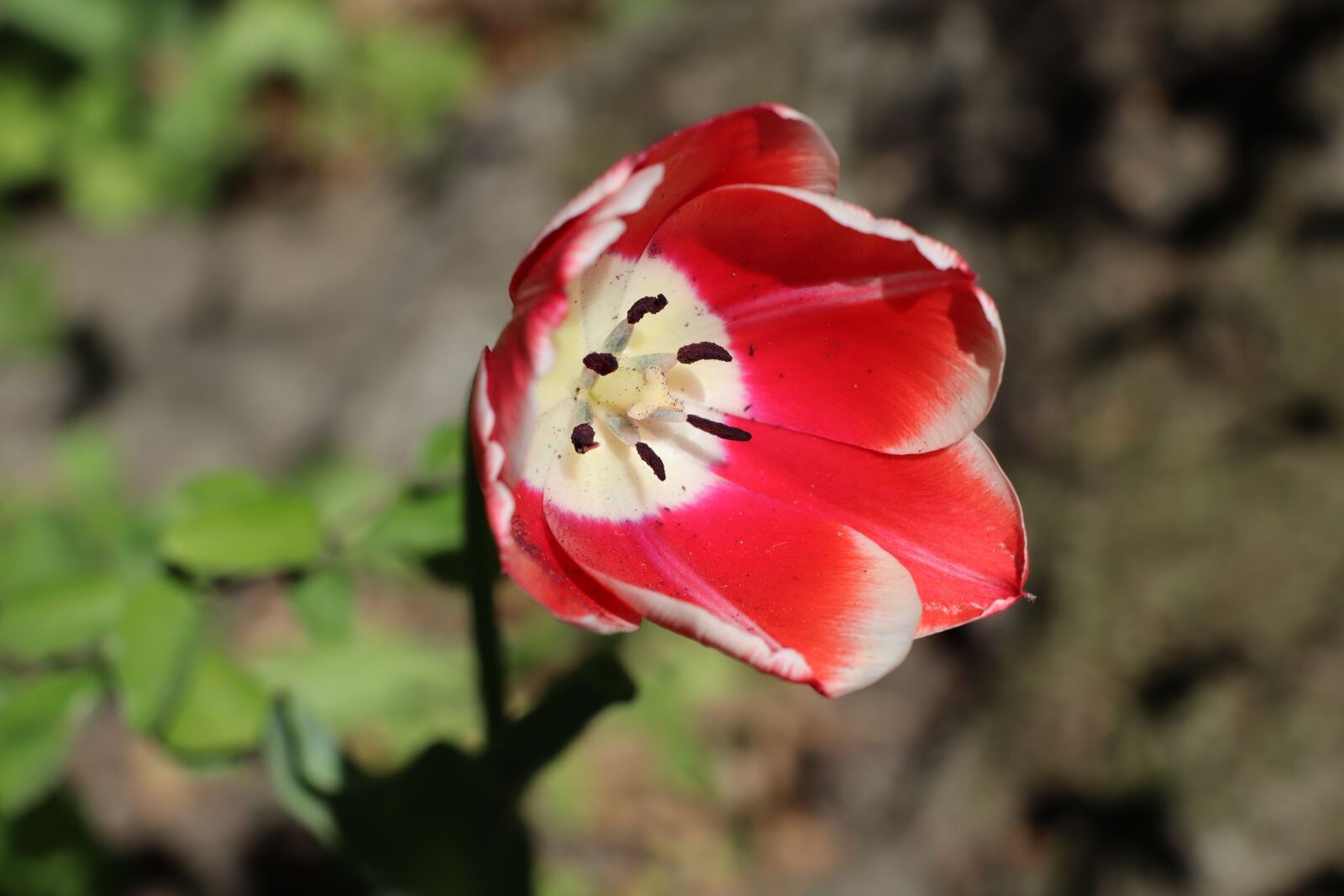 Canon EOS M50 (EOS Kiss M) sample photo. Flower, plant, nature photography