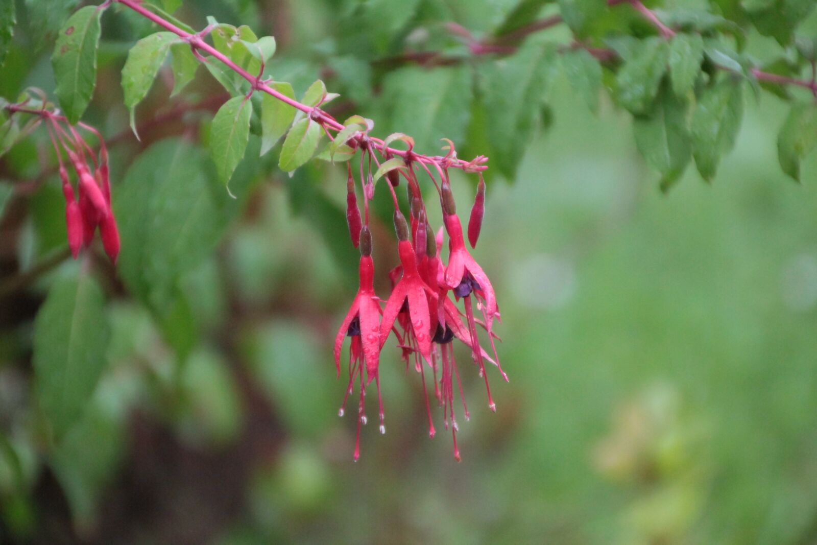 Canon EOS 600D (Rebel EOS T3i / EOS Kiss X5) sample photo. Fushia magellan, fushia, fushia photography