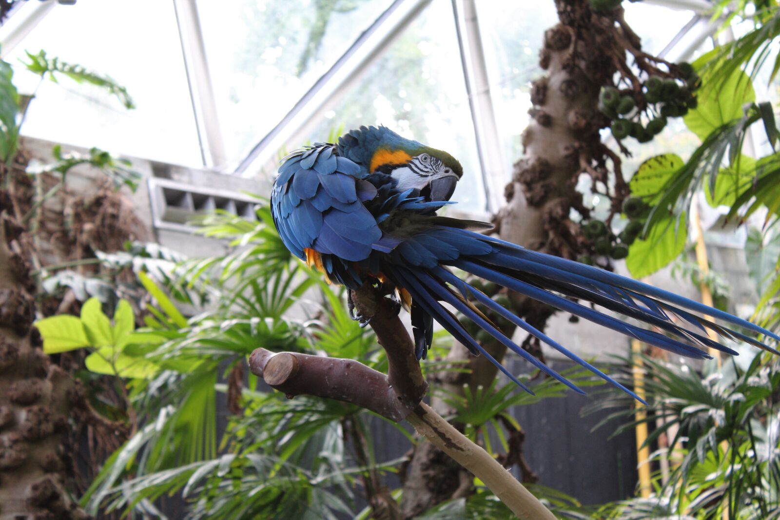 Canon EOS 1200D (EOS Rebel T5 / EOS Kiss X70 / EOS Hi) sample photo. Macaw, bird, nature photography