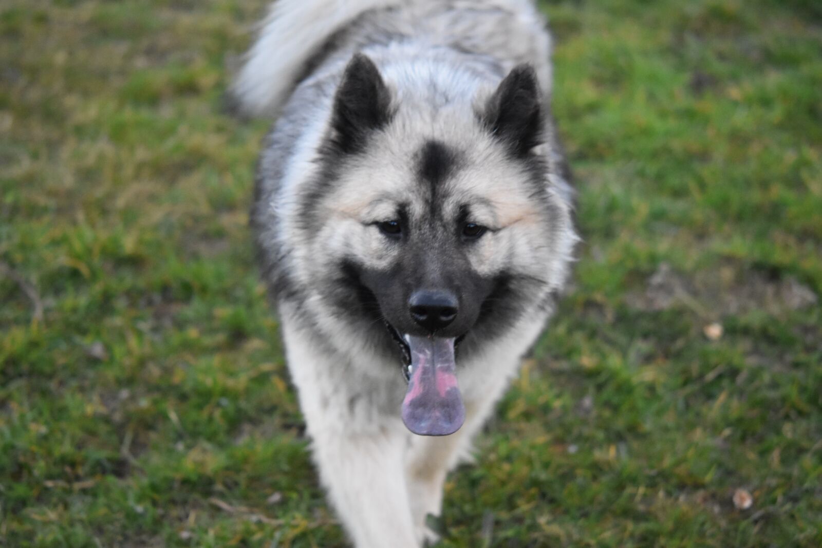 Nikon D5600 sample photo. Dog, bitch, dog eurasier photography