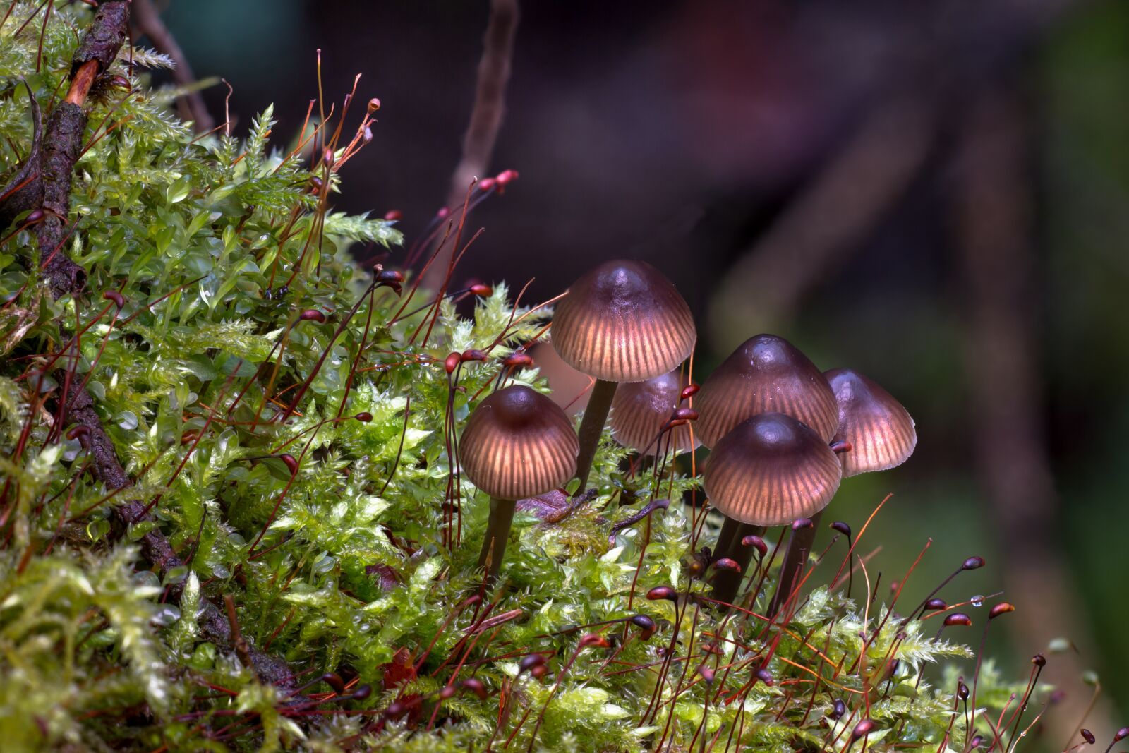 Canon EOS 7D sample photo. Mushroom, moss, forest photography
