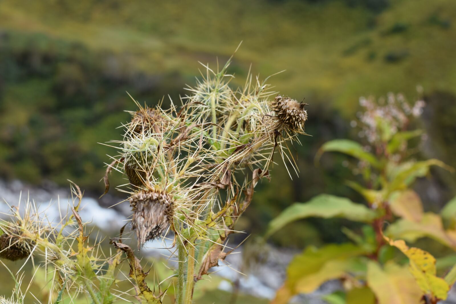 Nikon D5300 sample photo. Valley of flowers, flowers photography