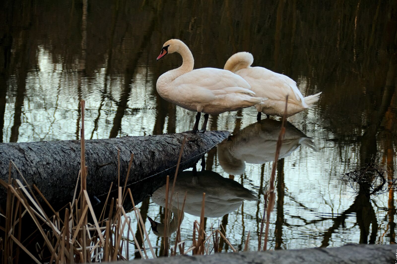 Nikon D3300 sample photo. Swan, bird, wild birds photography