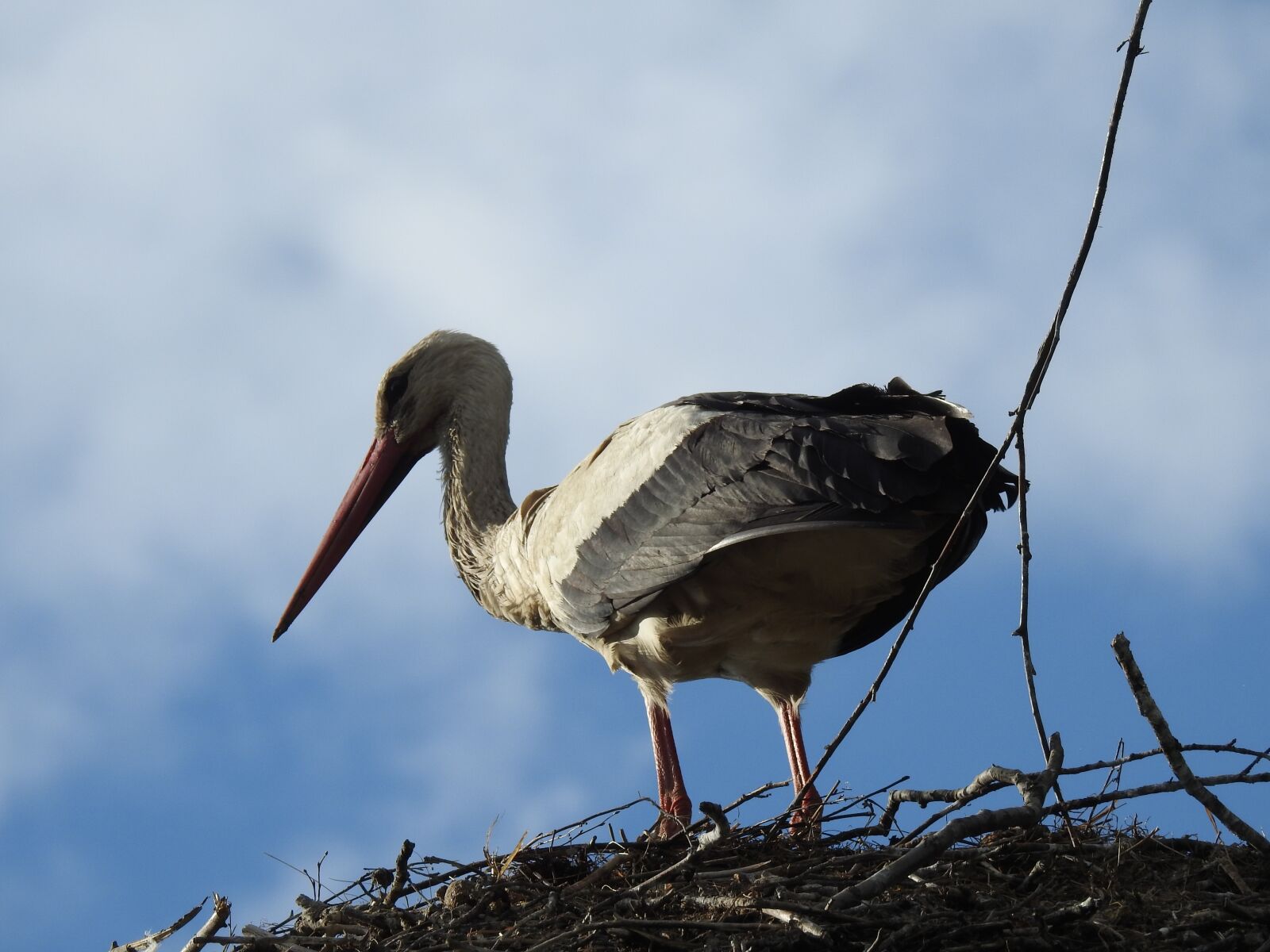 Nikon Coolpix P900 sample photo. Birds, nature, animals photography