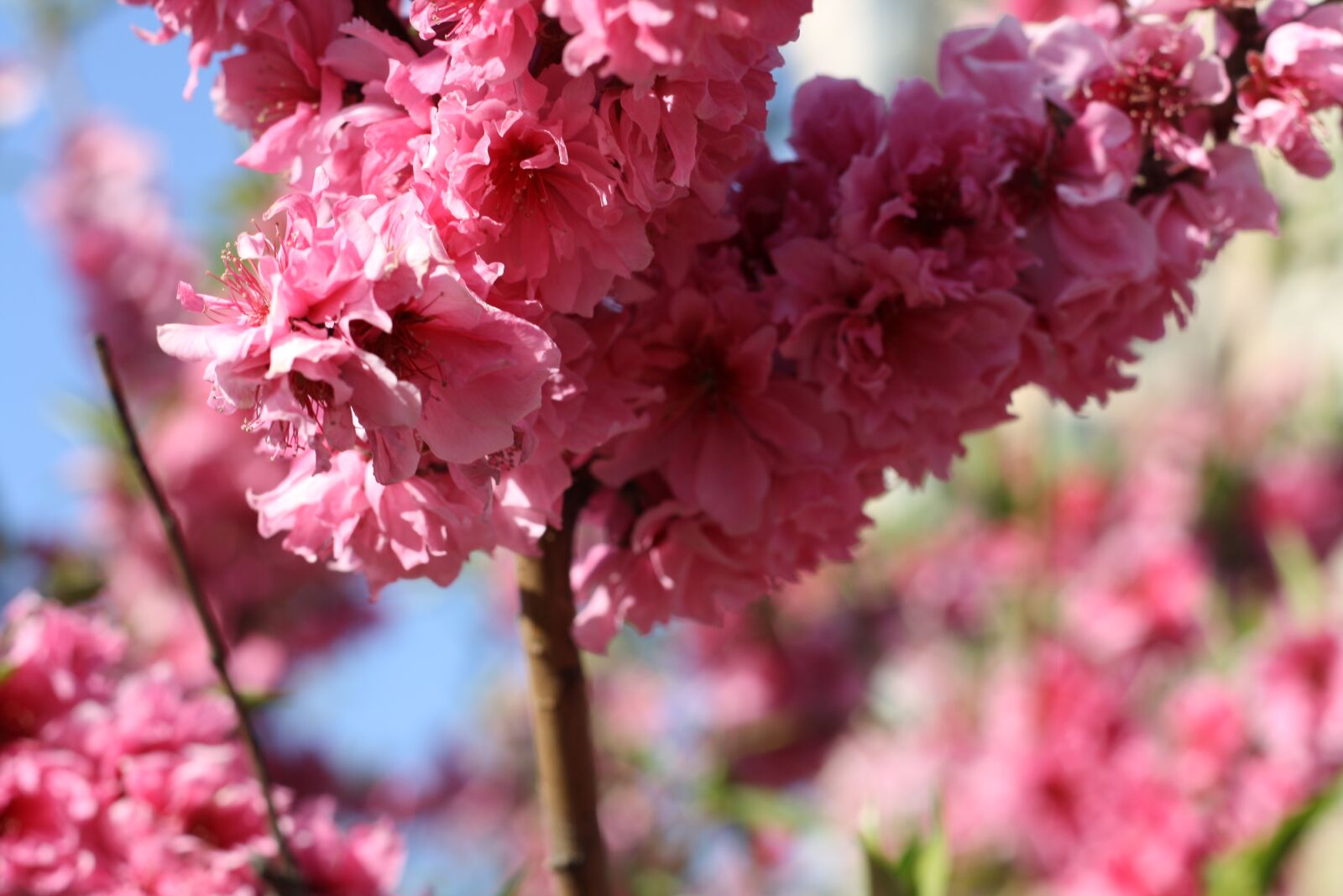 Canon EOS 1000D (EOS Digital Rebel XS / EOS Kiss F) sample photo. Flowers, spring, sky photography