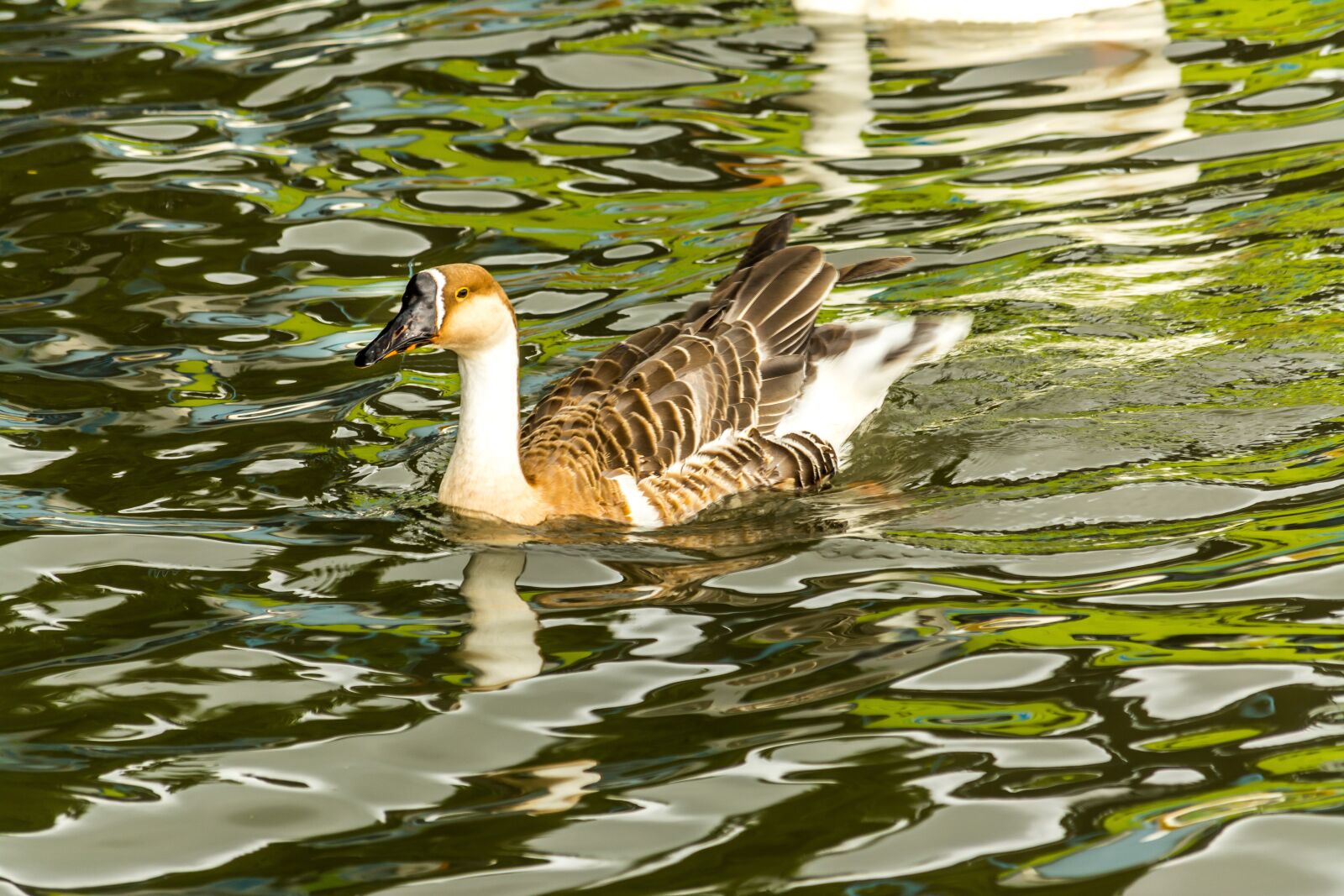 Nikon D5200 sample photo. Water, floating duck, swan photography