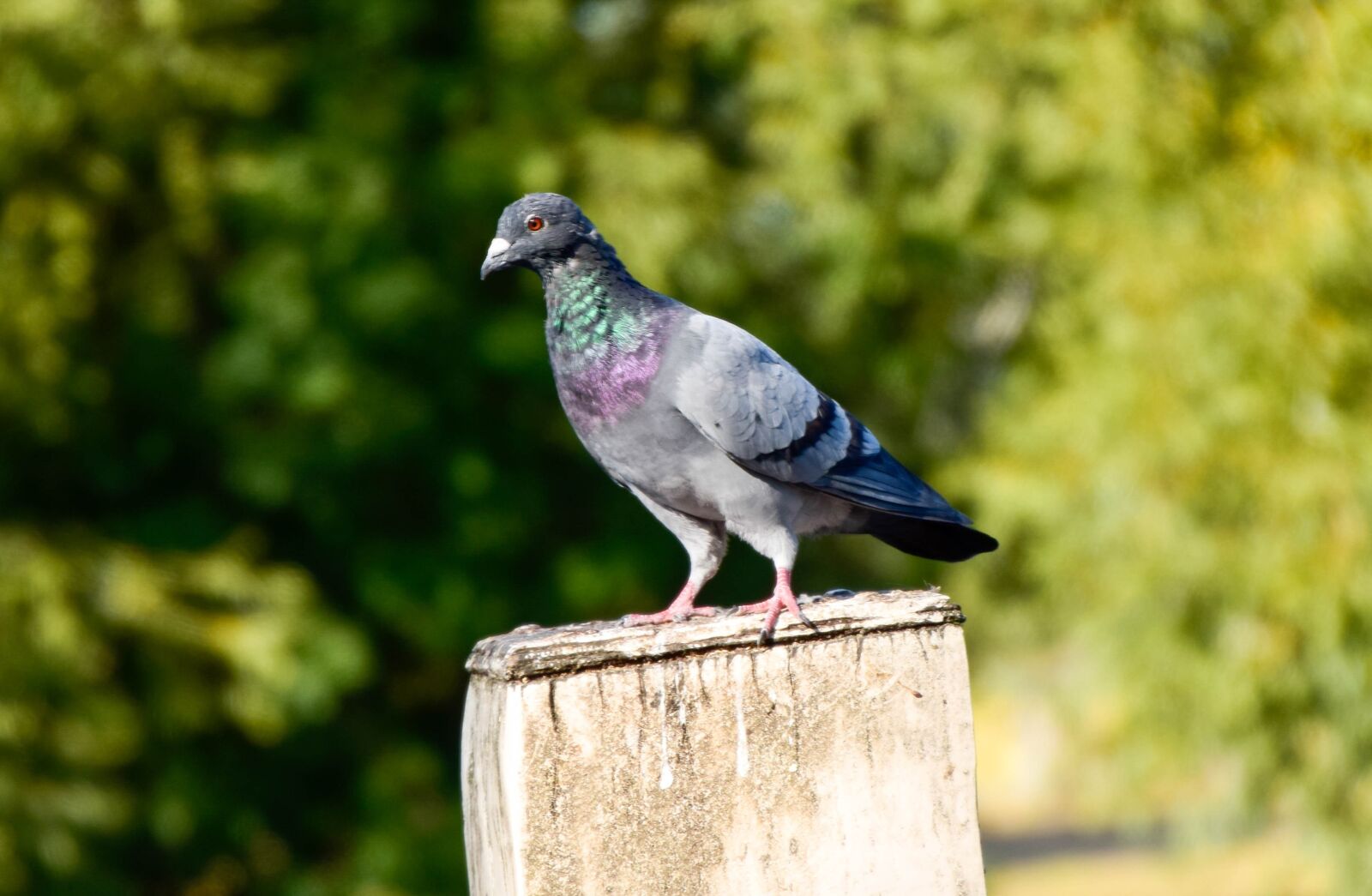 Nikon D5300 sample photo. Pigeon, bird, animal photography