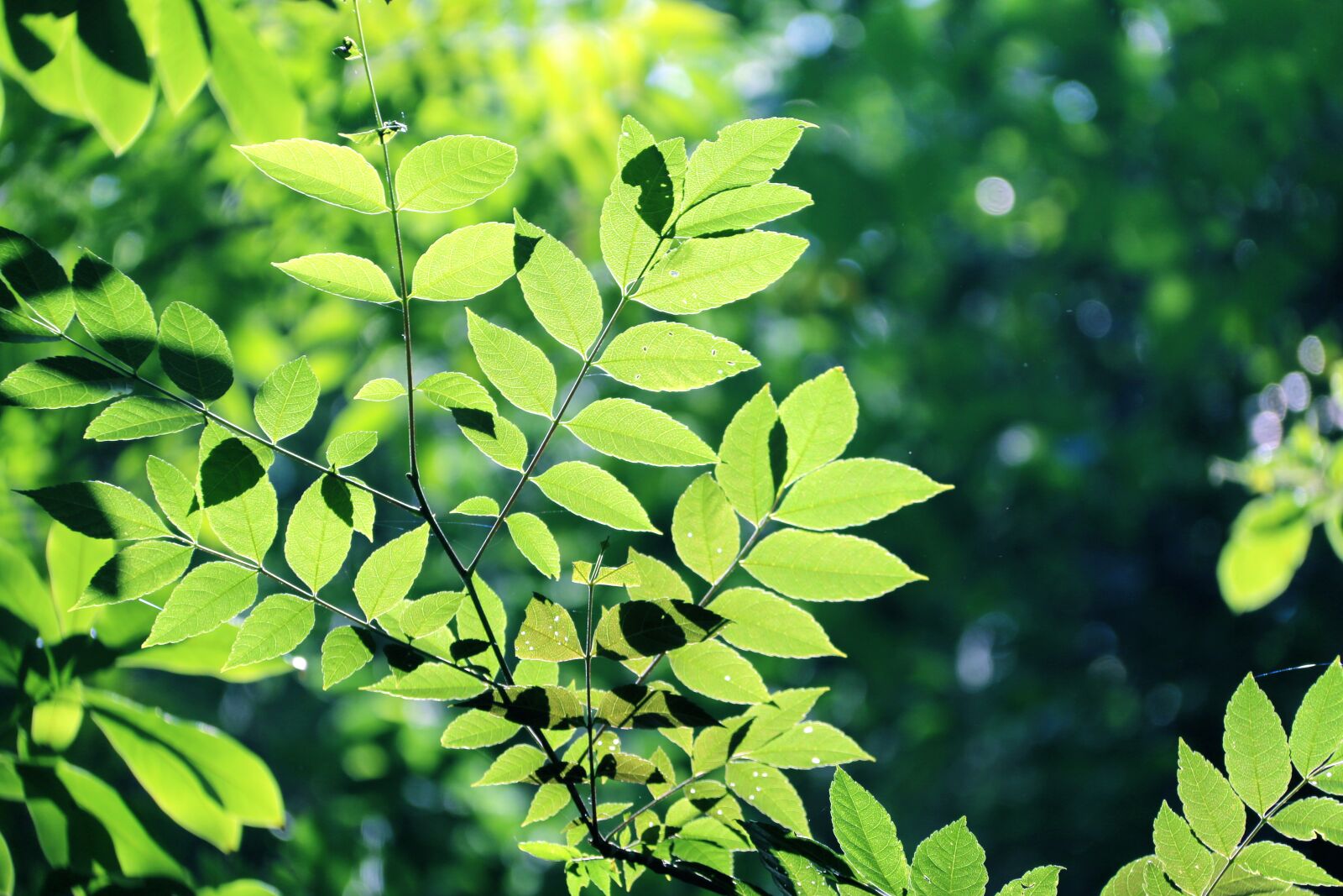 Canon EF-S 18-200mm F3.5-5.6 IS sample photo. The leaves, tree, green photography
