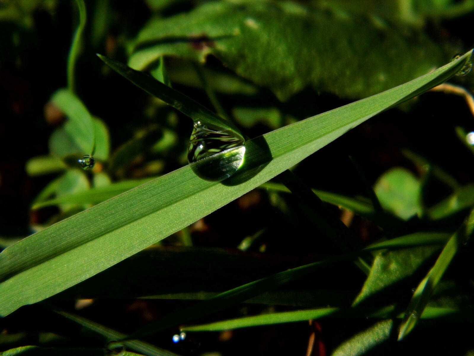 Benq GH600 sample photo. Drop, green, sheet photography