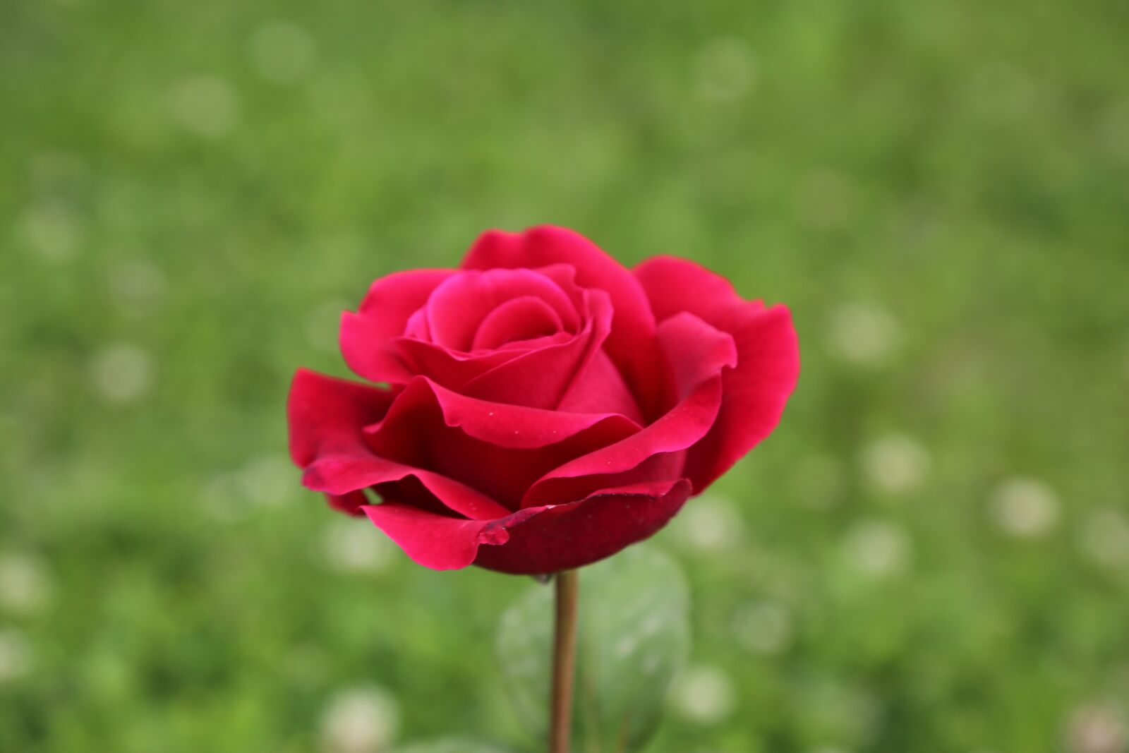 Canon EOS 5D Mark III sample photo. Rose, spring, plant photography
