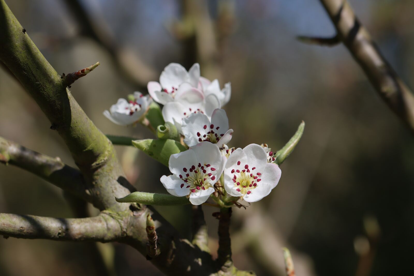 Canon EOS 90D sample photo. Poirier, flower, orchard photography