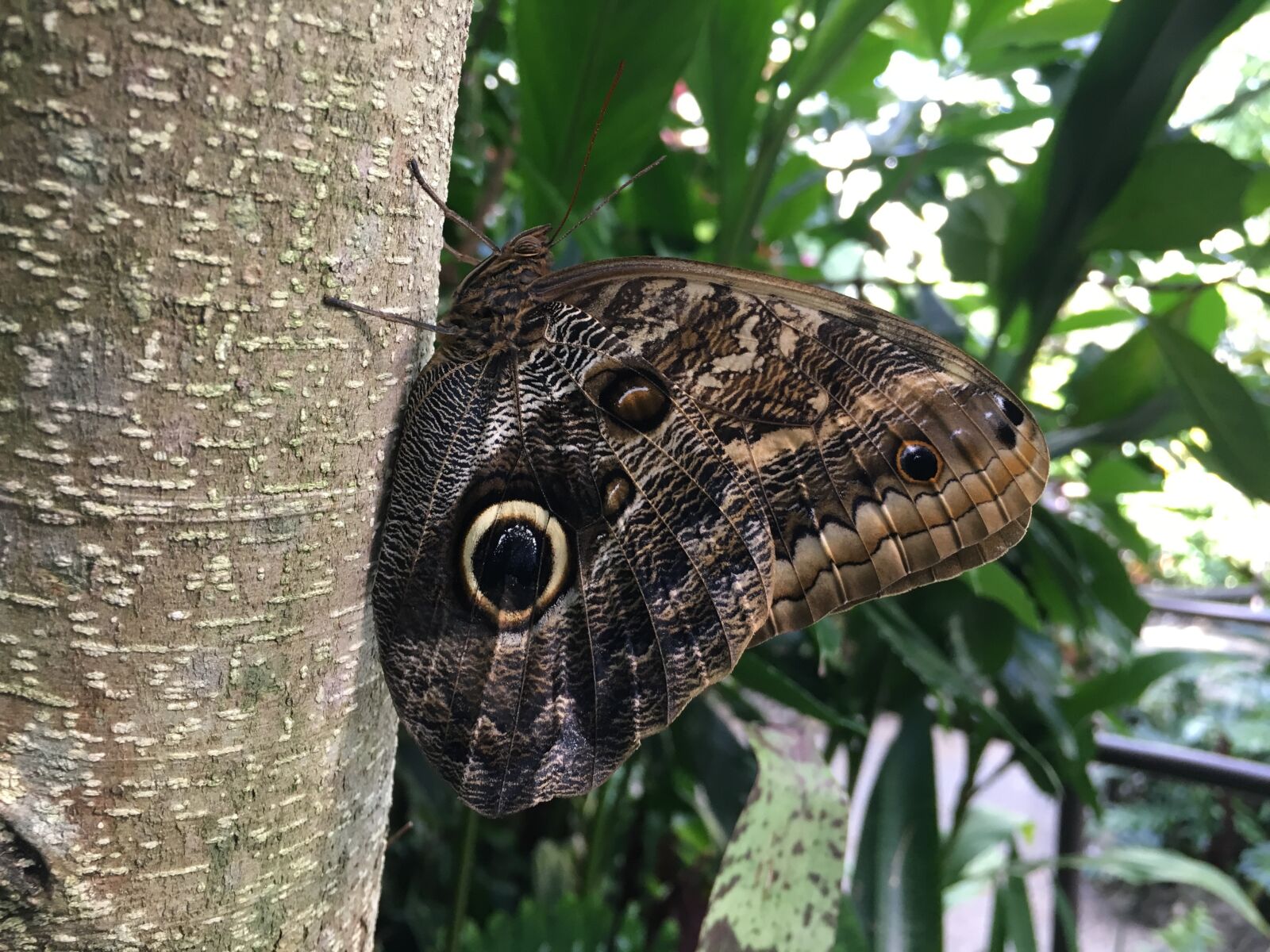 Apple iPhone 6s sample photo. Butterfly, nature, insect photography