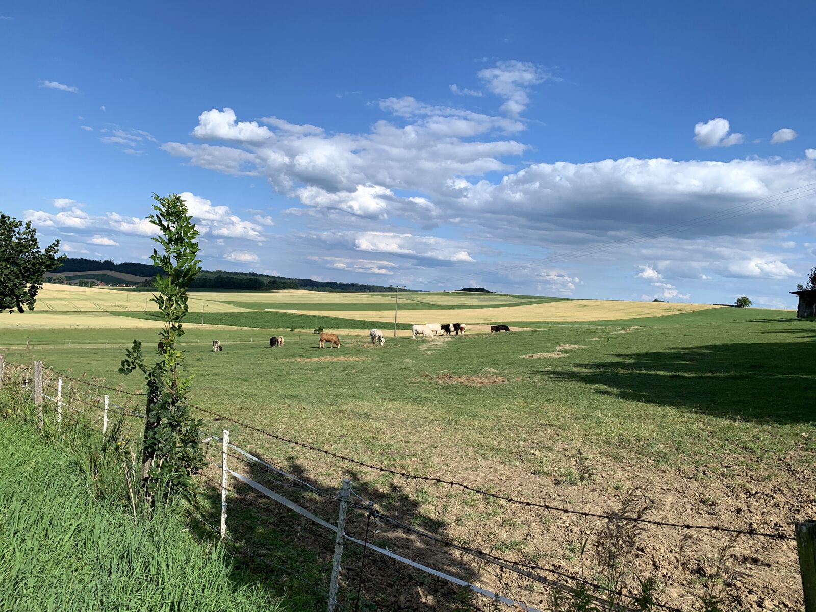 Apple iPhone XR sample photo. Meadow, cows, nature photography