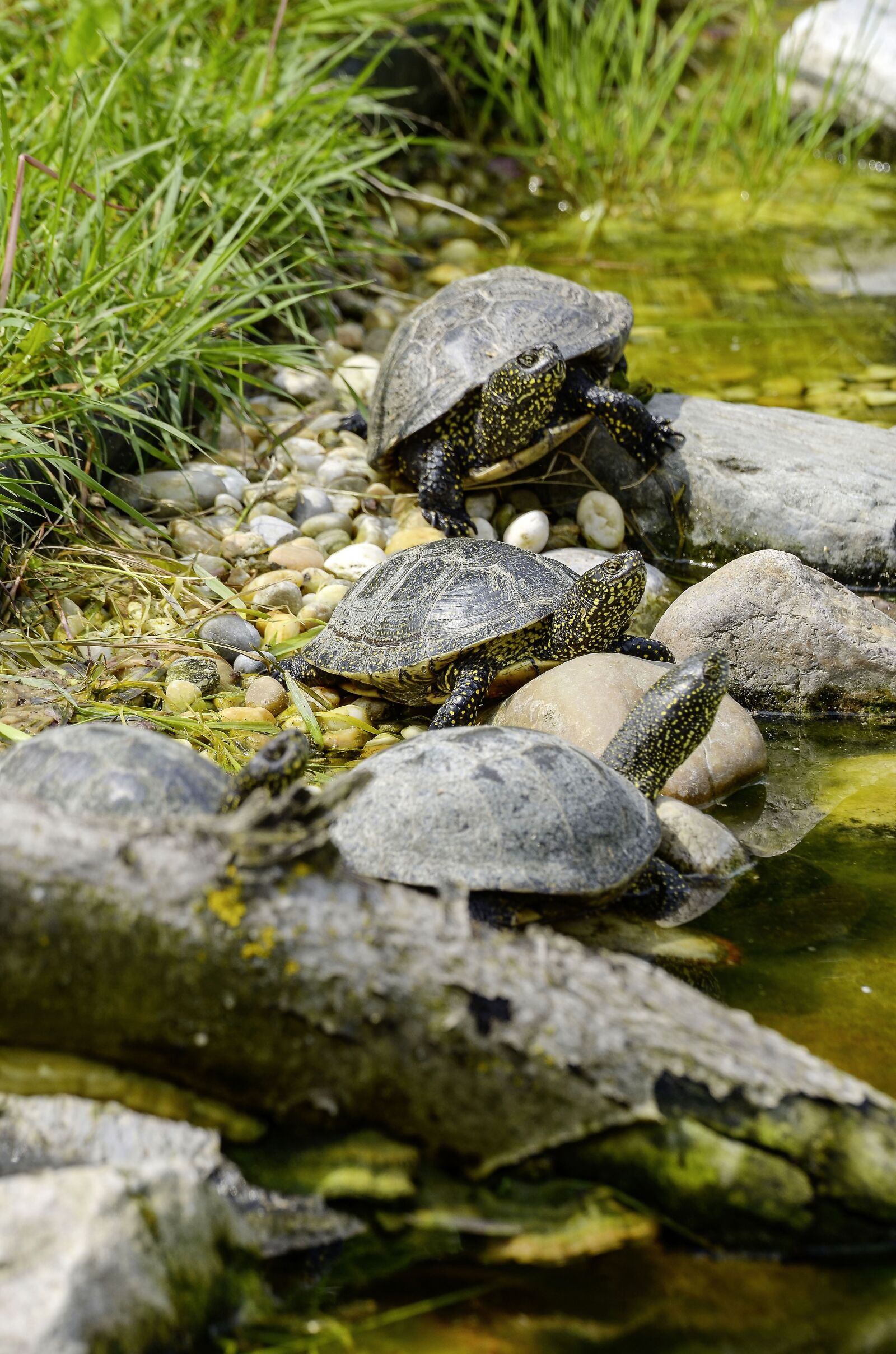 Nikon D7000 sample photo. Emys orbicularis, european marsh photography
