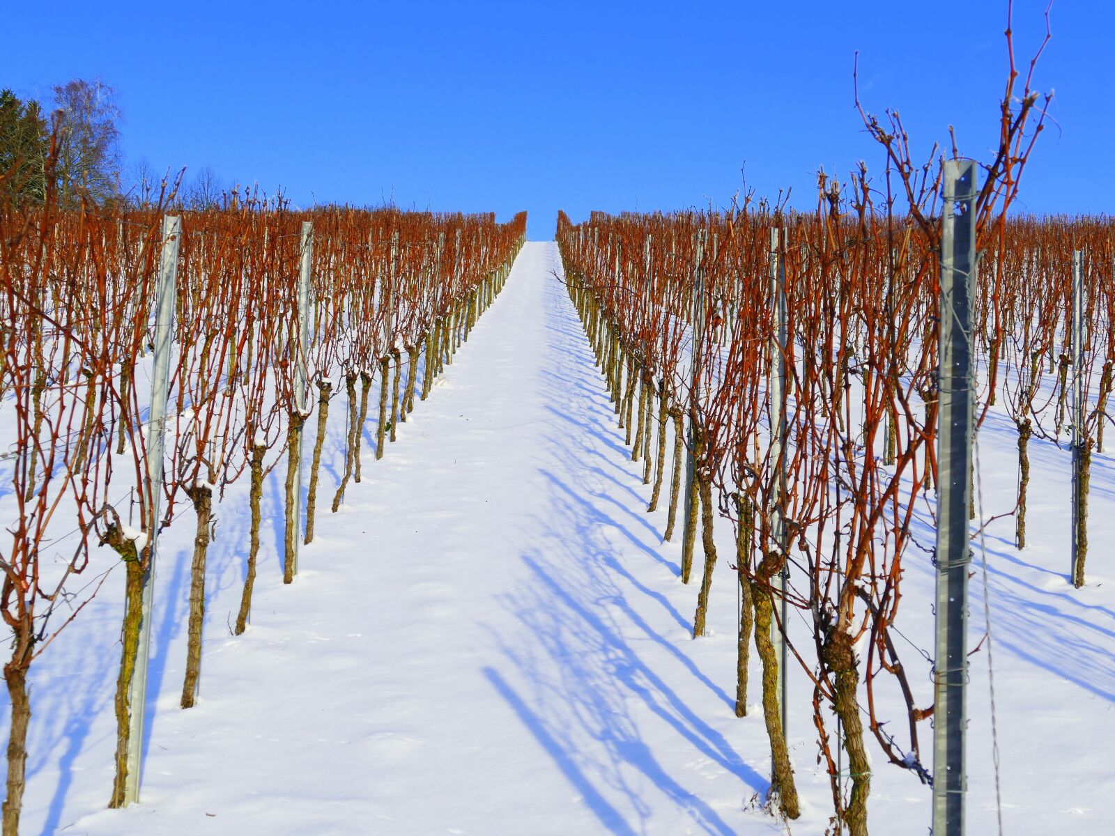 Panasonic Lumix DMC-FZ1000 sample photo. Vineyard, winter, snow photography