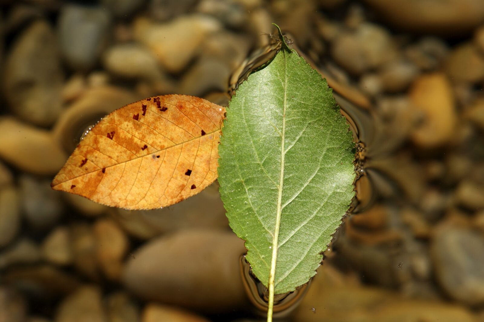 Sony Alpha DSLR-A350 sample photo. Leaves, water, sheet in photography