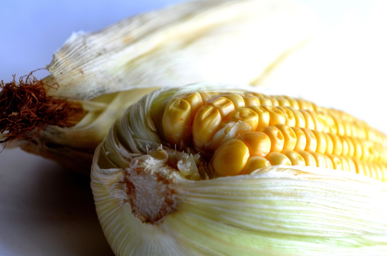 Nikon D5100 sample photo. Food, maize, vegetable, corn photography