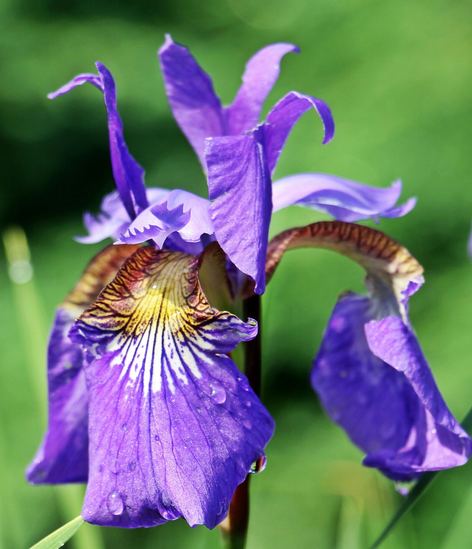 Canon EOS 550D (EOS Rebel T2i / EOS Kiss X4) sample photo. Iris, flower, blossom photography