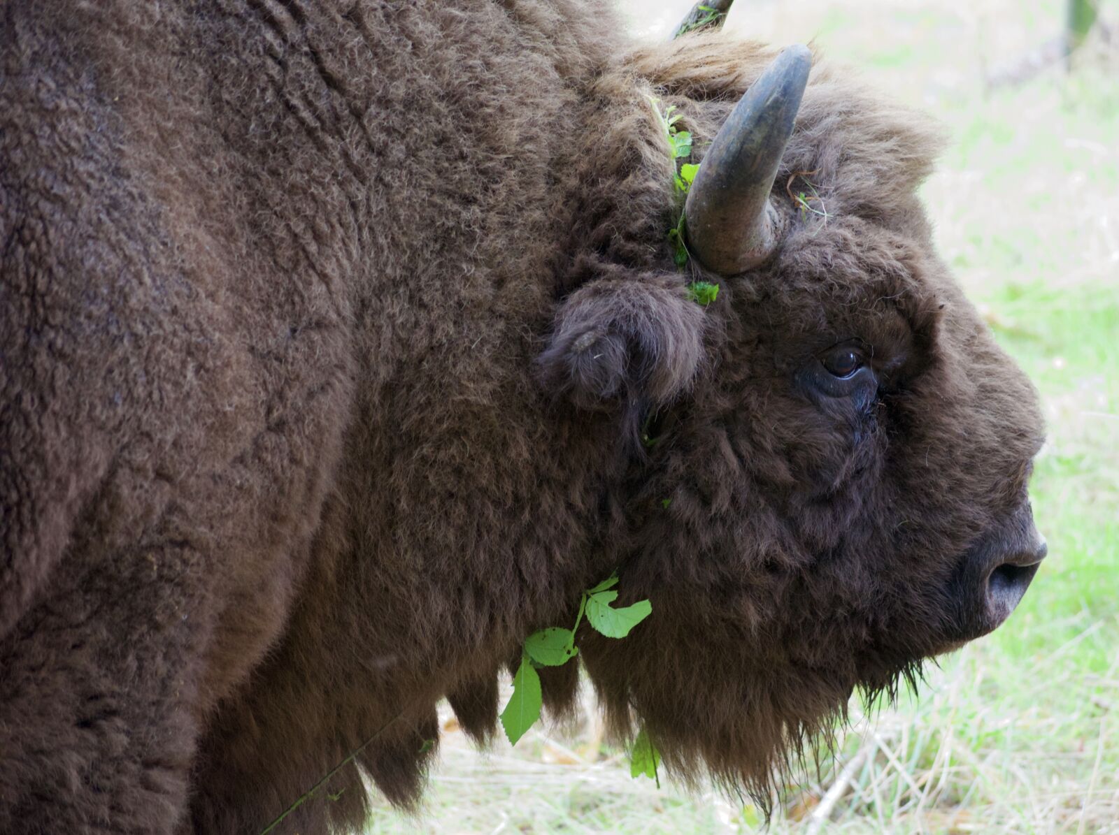 Nikon D5100 sample photo. Bison, buffalo, wildwood photography