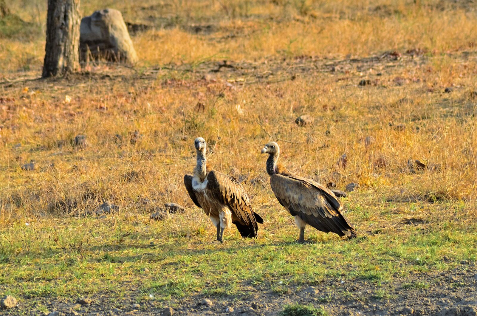 Nikon D7000 sample photo. Wild animals, vulture, carnivores photography