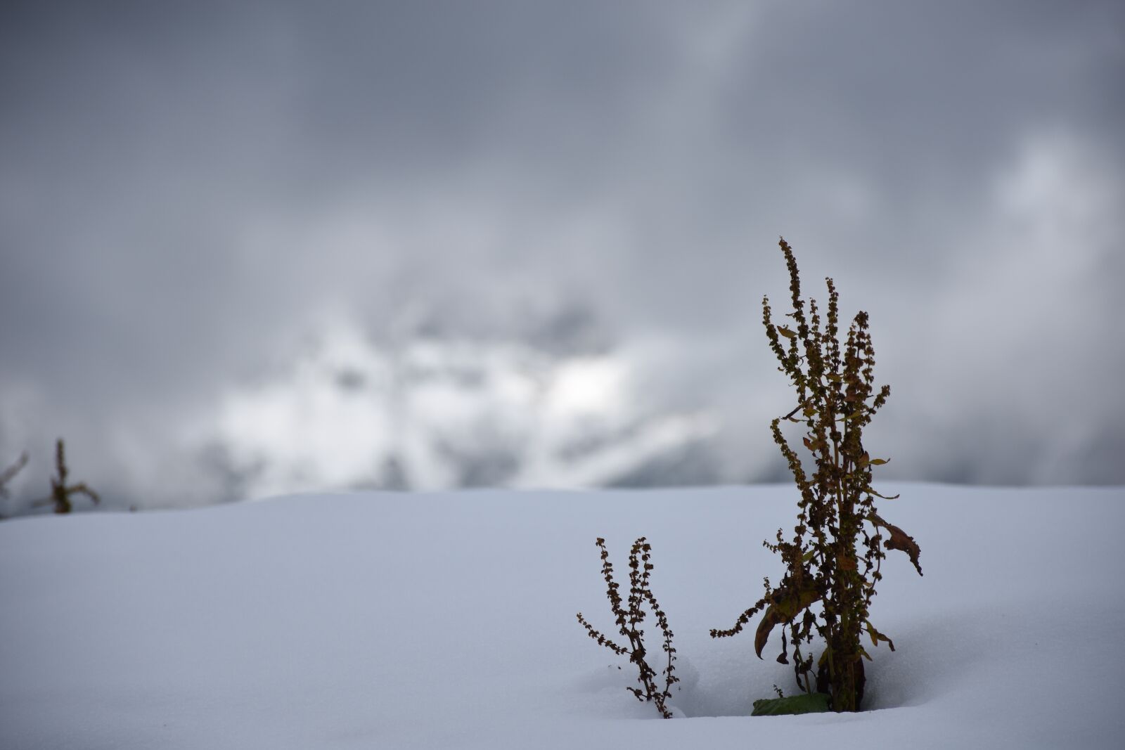 Nikon D7200 sample photo. Snow, fog, plant photography