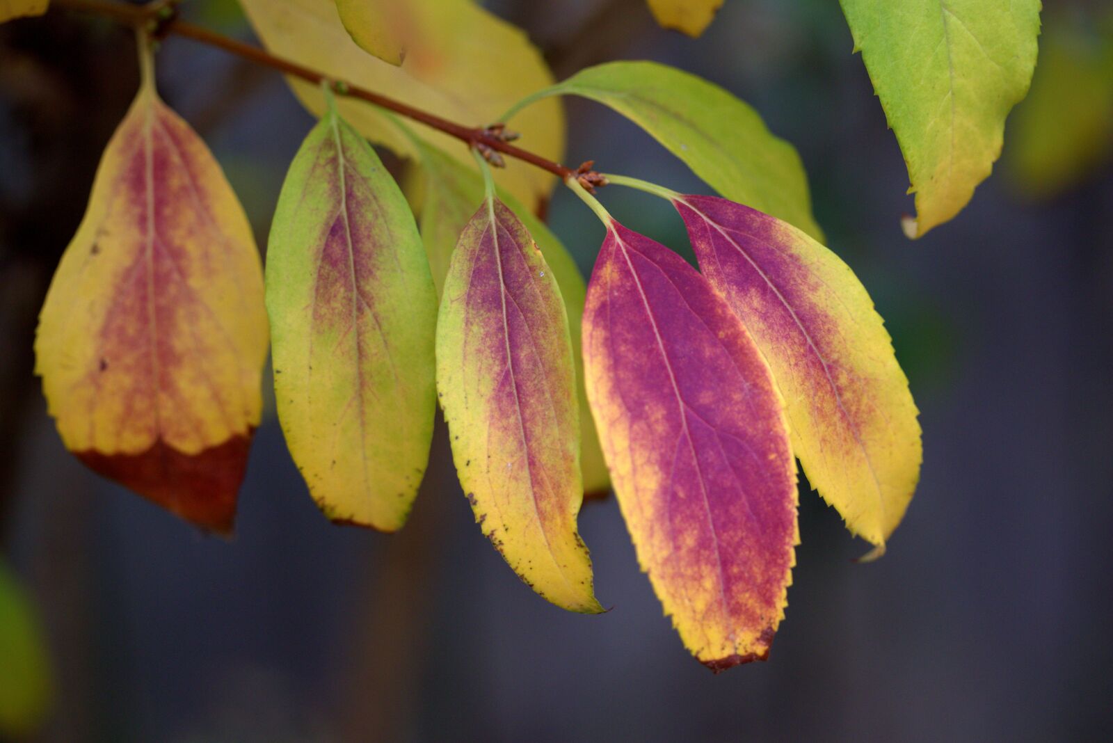 Canon EF-S 60mm F2.8 Macro USM sample photo. Leaves, yellow, red photography