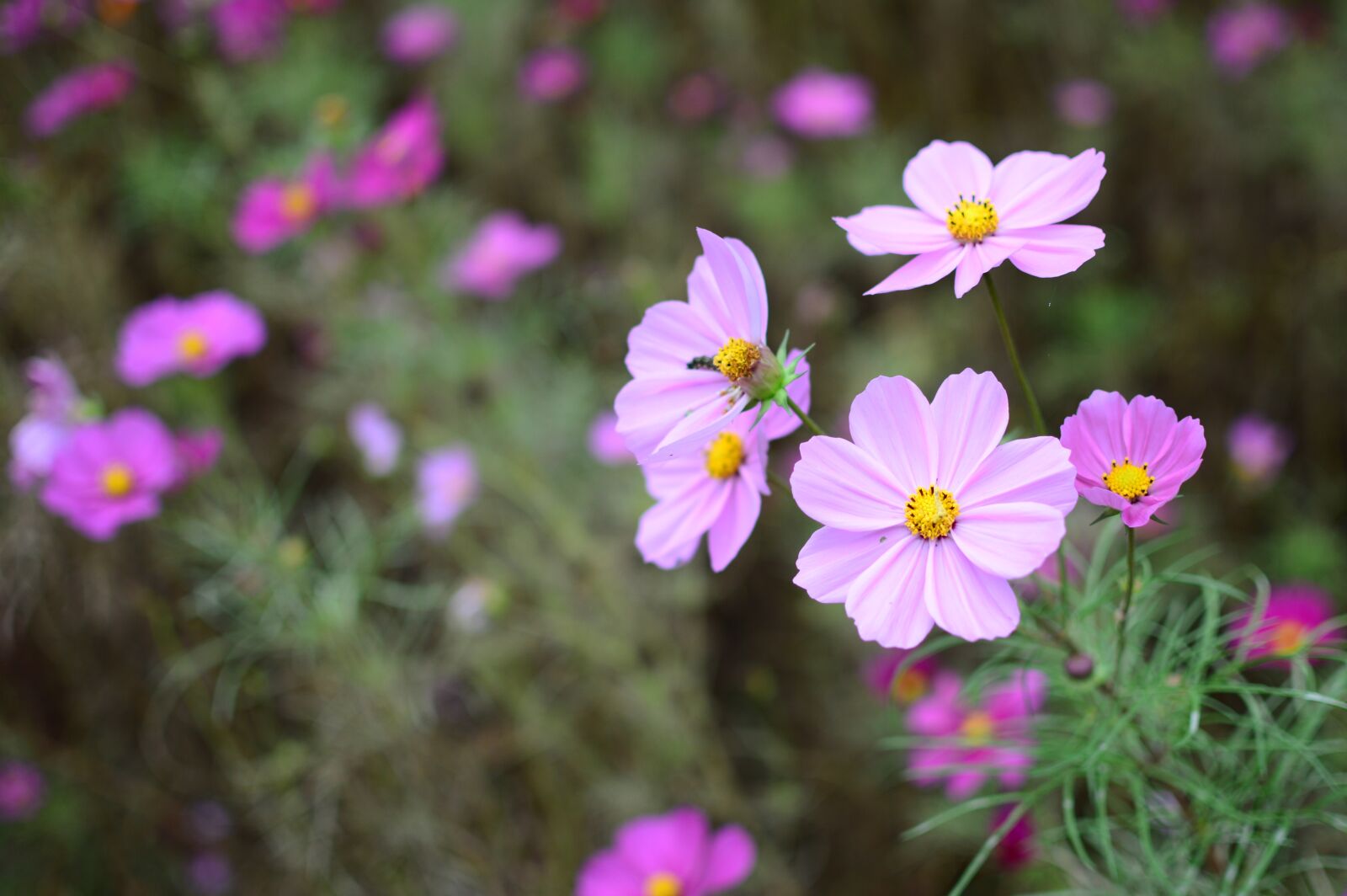 Nikon D3200 sample photo. Flower, nature, plant photography