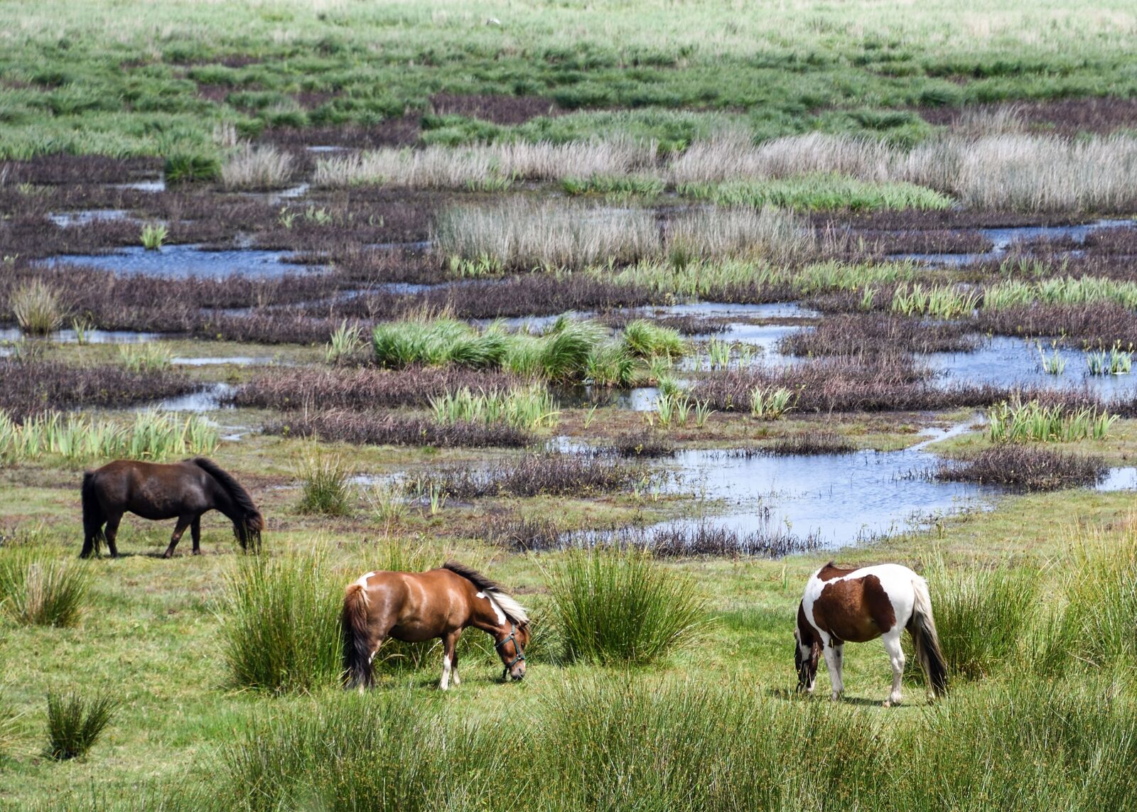 Nikon D500 sample photo. Pony, marsh, brière photography