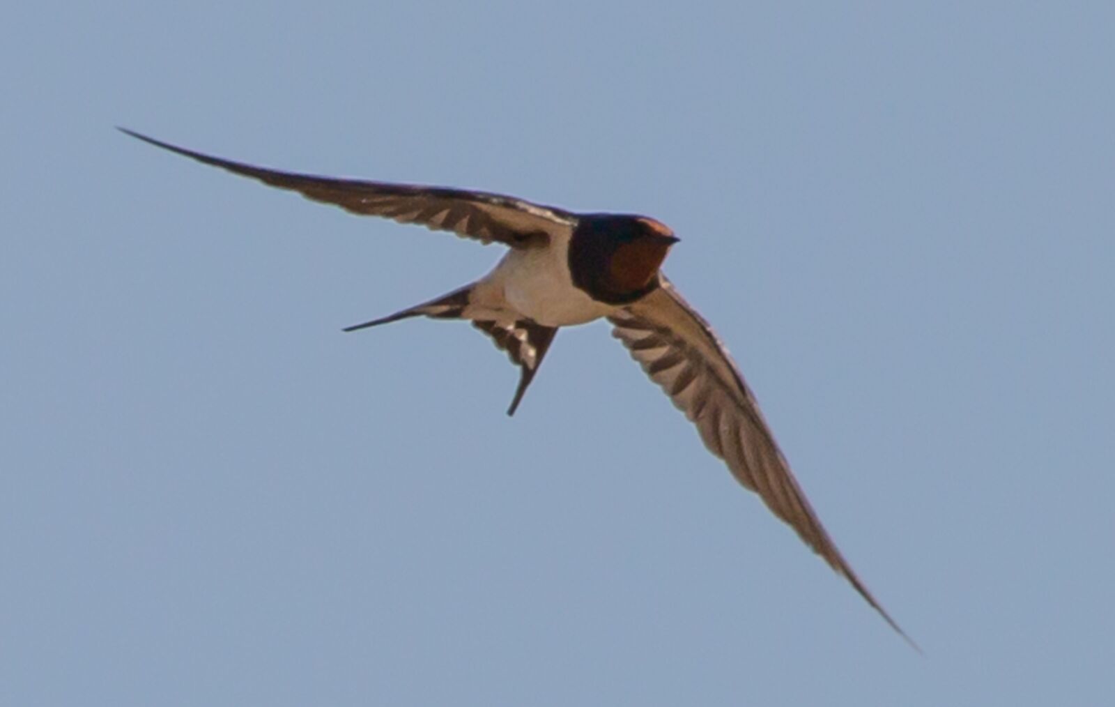Canon EOS 5D Mark III sample photo. Swallow flying, swallow in photography