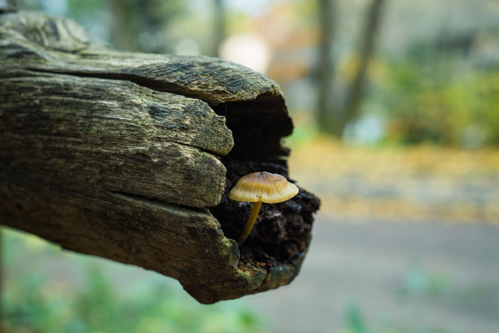 Sony a6000 + Sigma 30mm F2.8 EX DN sample photo. Blur, close, up, depth photography