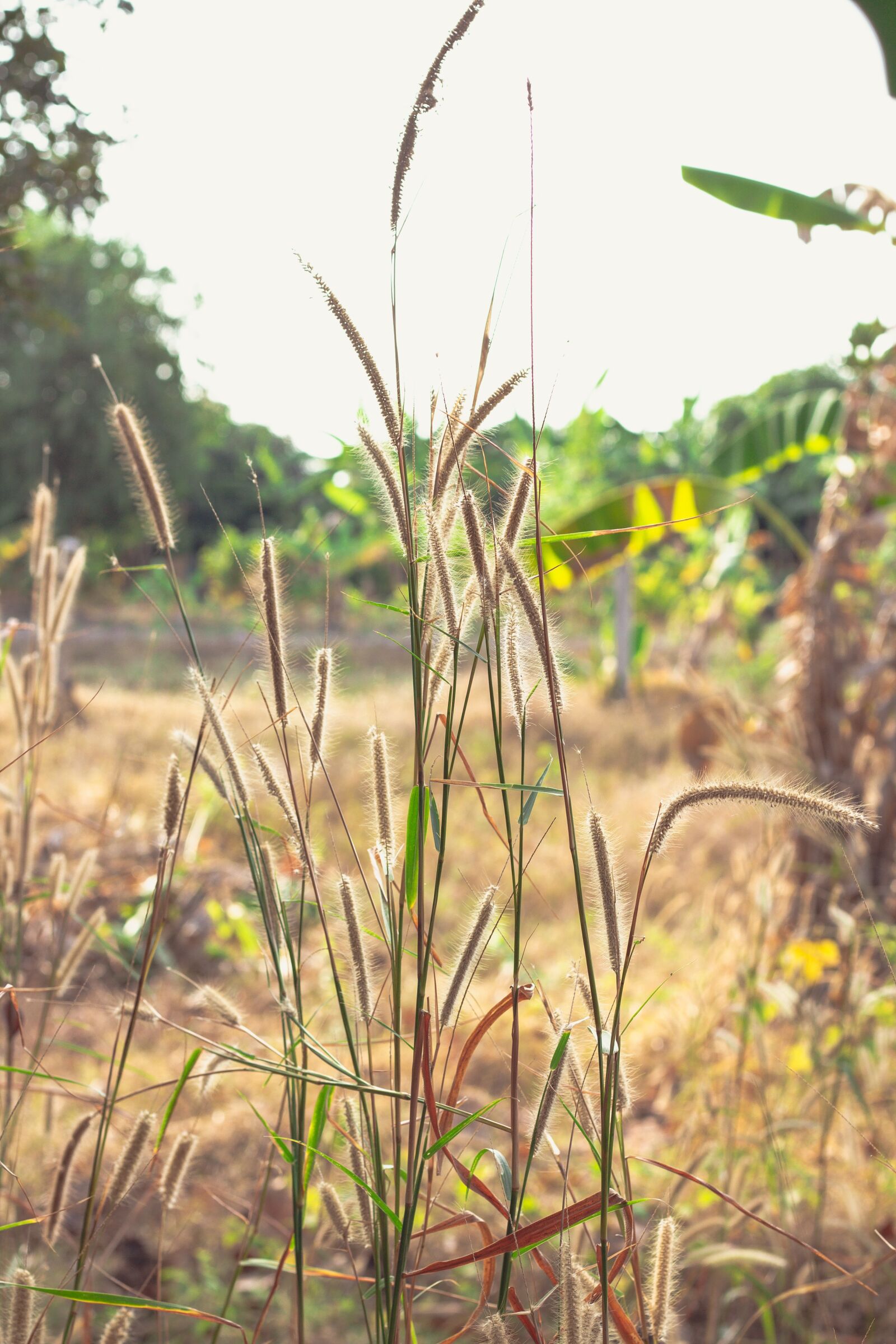 Canon EOS 700D (EOS Rebel T5i / EOS Kiss X7i) + Canon EF 50mm F1.8 STM sample photo. Flowering grass, nature, mead photography