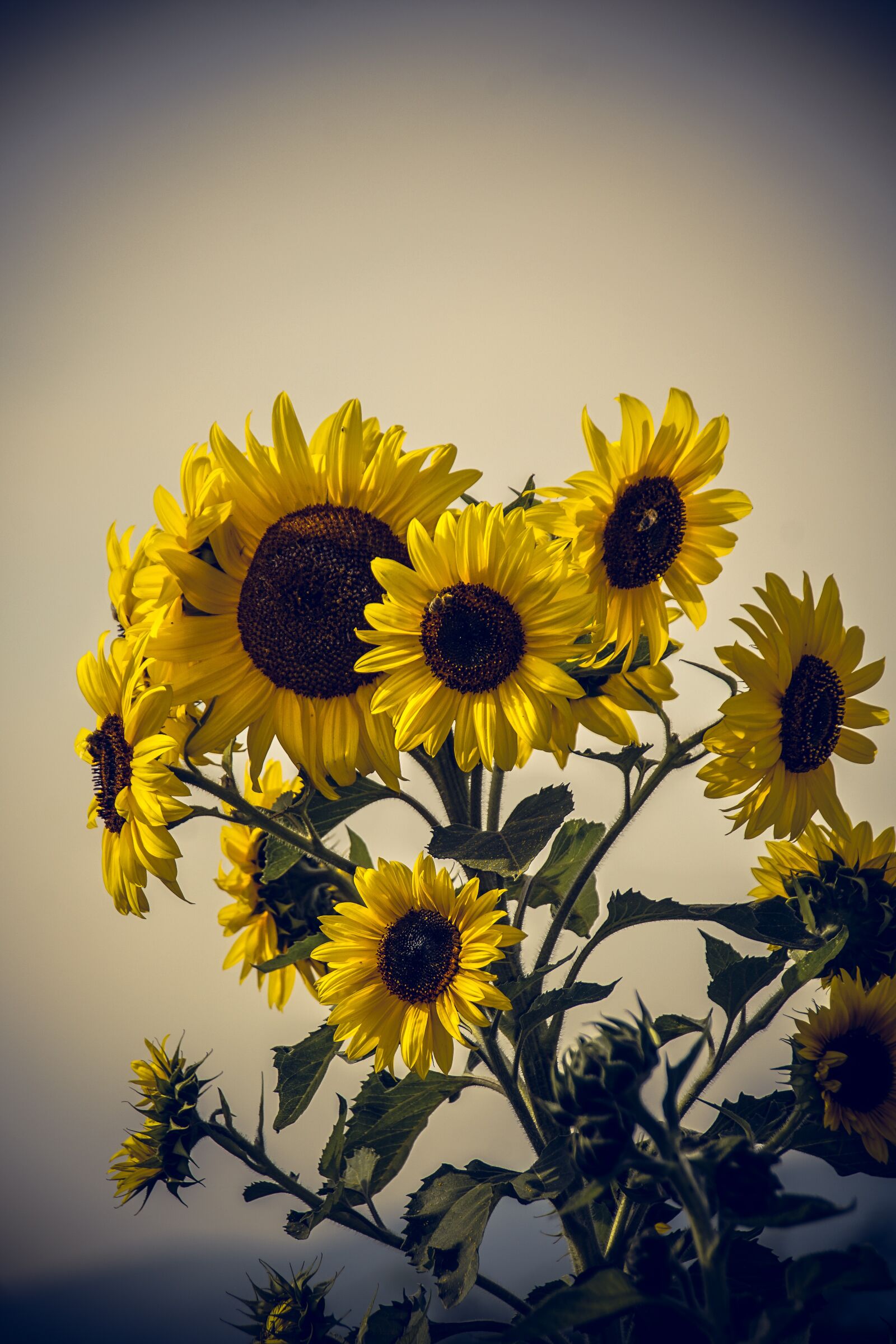 Sony ILCA-77M2 sample photo. Sunflower, blossom, bloom photography