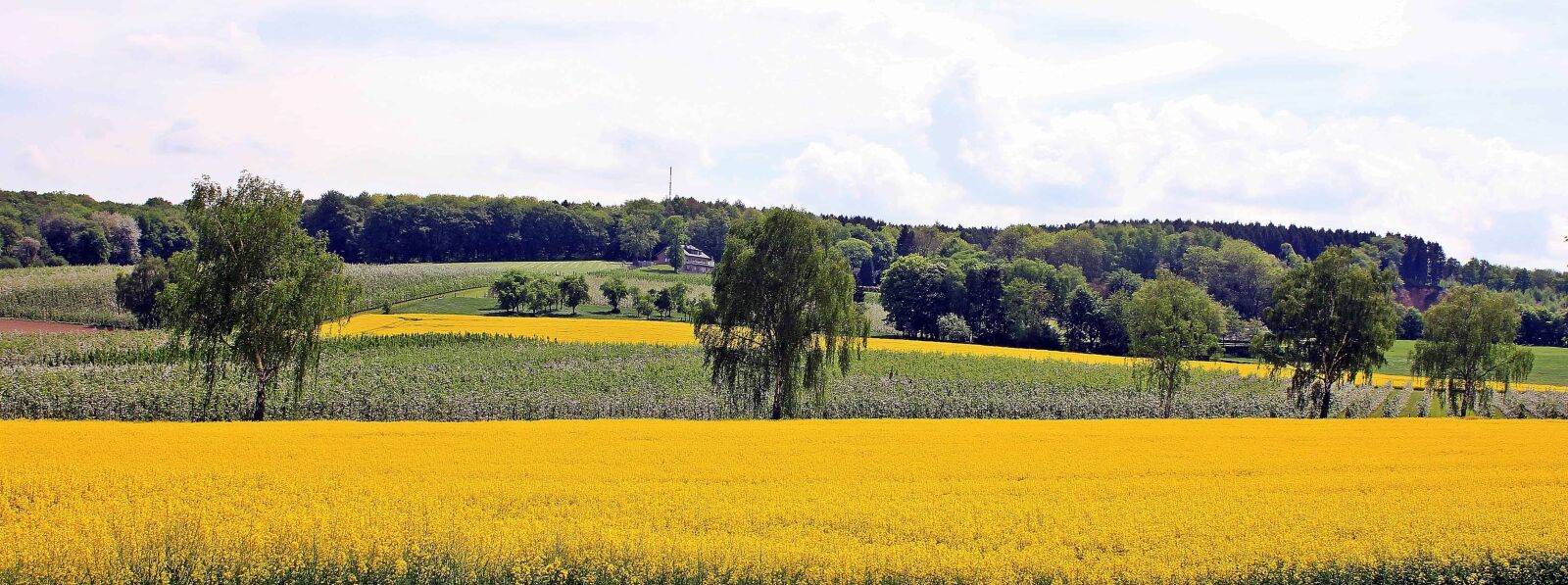 Canon EOS 550D (EOS Rebel T2i / EOS Kiss X4) sample photo. Tree, field, agriculture, countryside photography