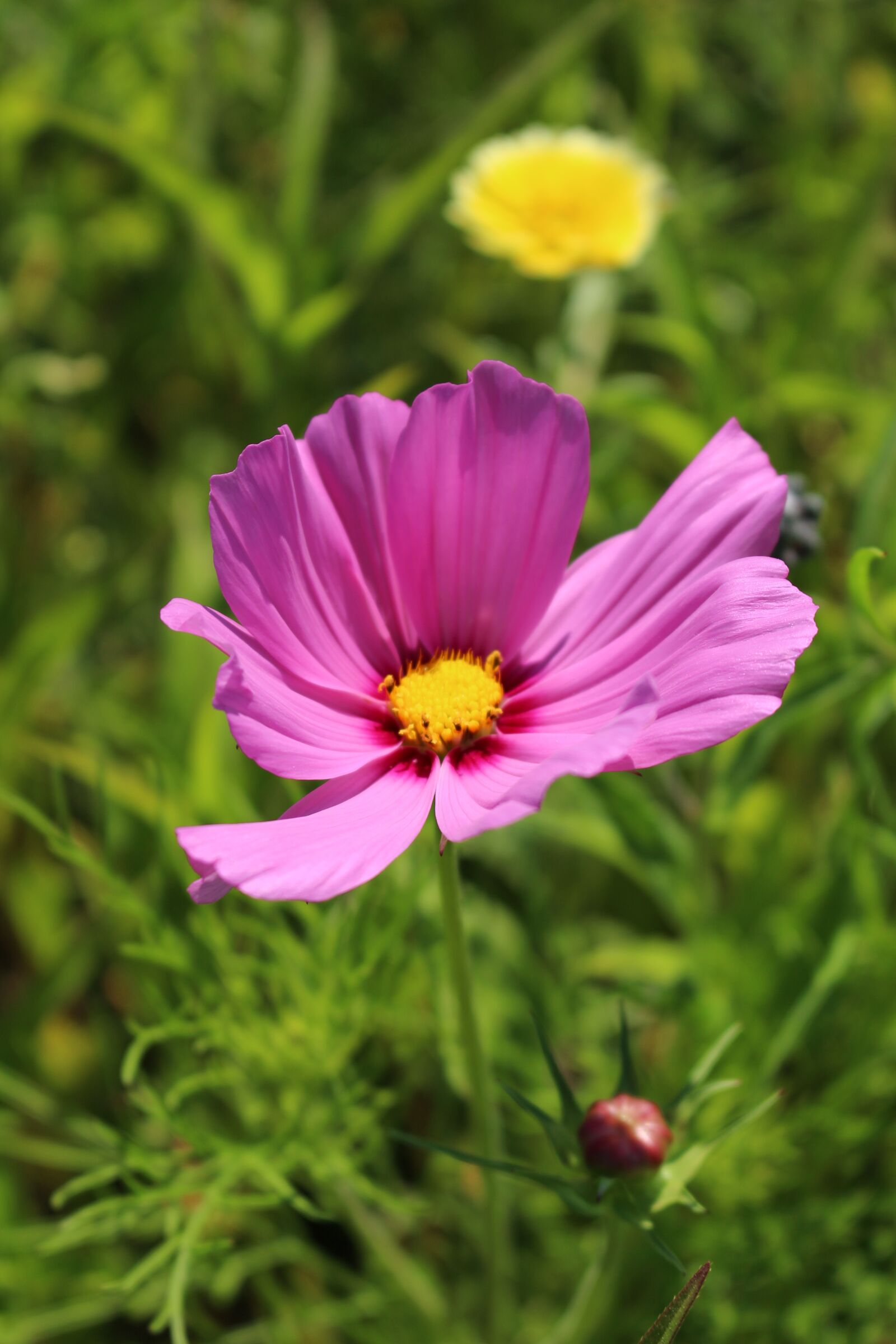 Canon EOS 100D (EOS Rebel SL1 / EOS Kiss X7) sample photo. Coreopsis, purple flower, wildflower photography