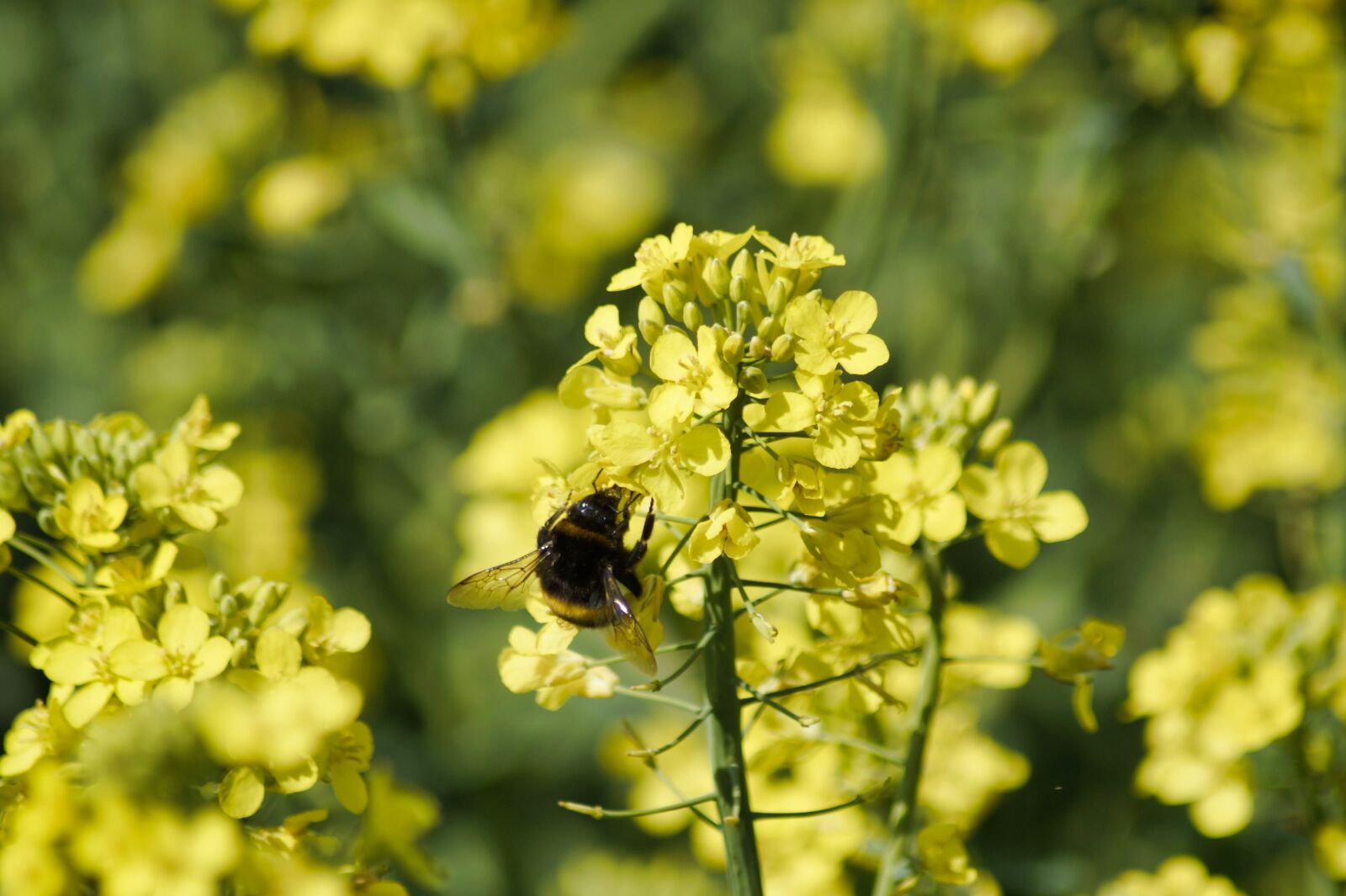 Sony SLT-A58 sample photo. Hummel, insect, field of photography
