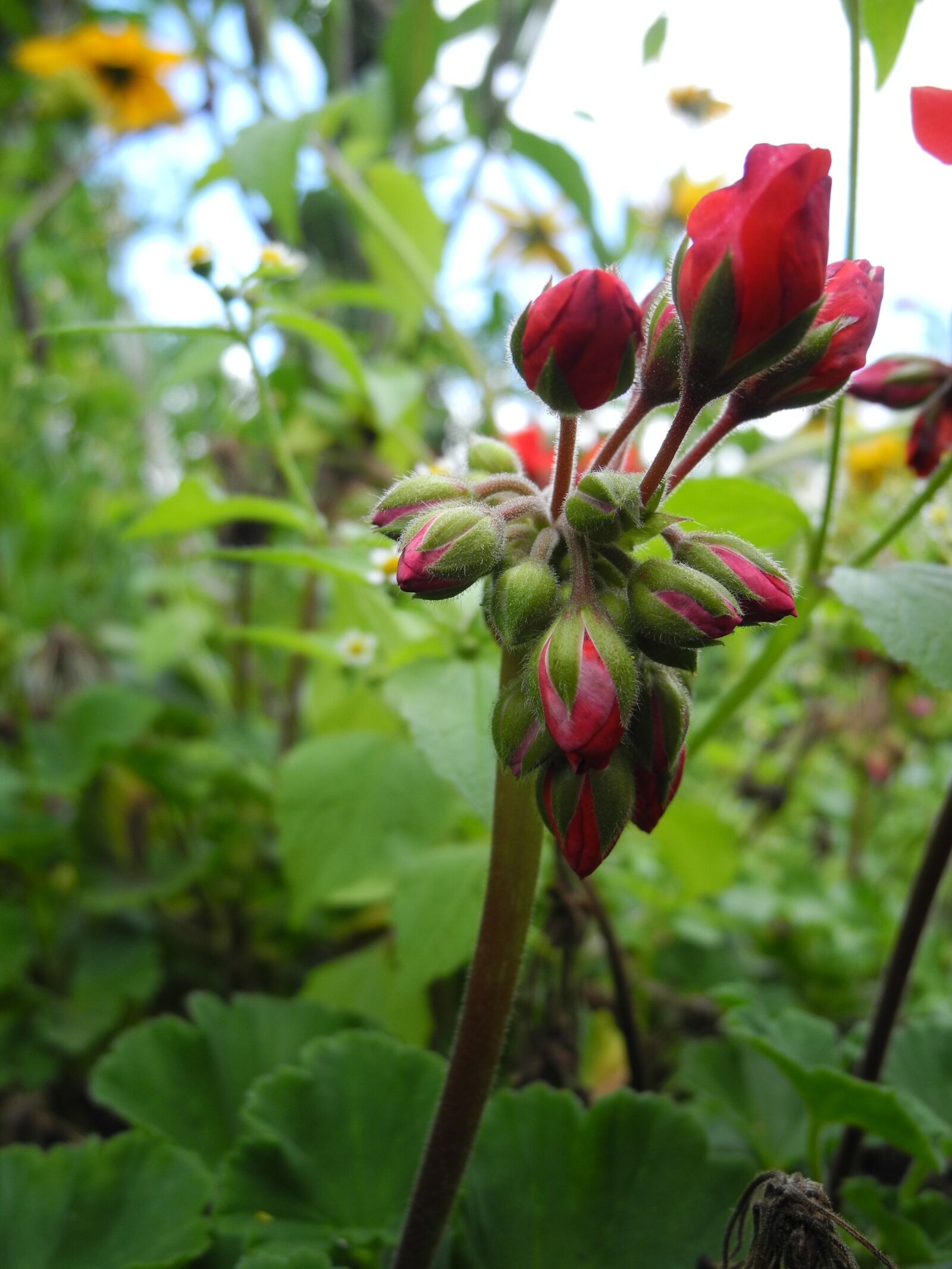 Nikon Coolpix P7000 sample photo. Plant, buds red, macro photography