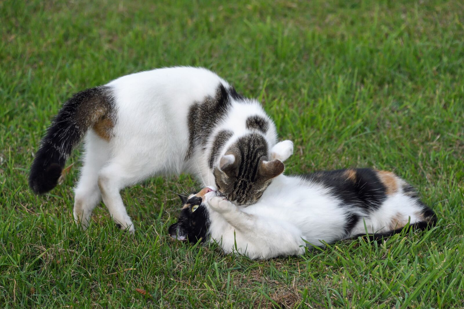 Nikon D500 sample photo. Cat, two cats, play photography