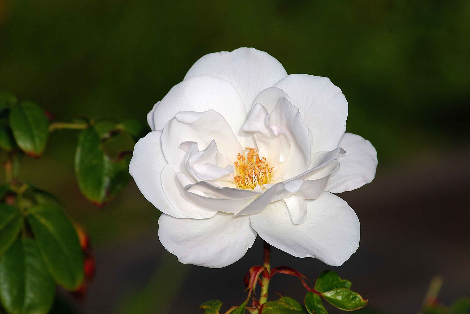 Nikon D80 sample photo. Flower, flora, nature photography