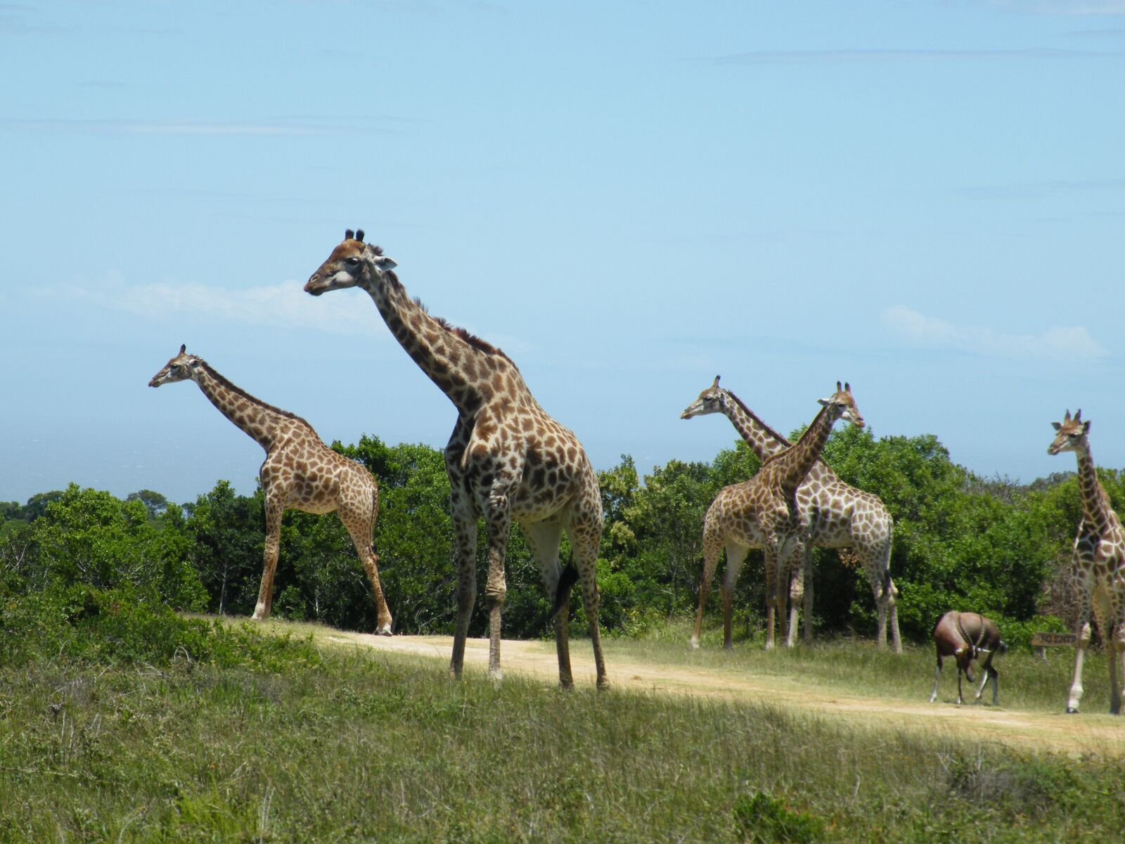 Fujifilm FinePix S8100fd sample photo. Giraffe, wild, animal photography