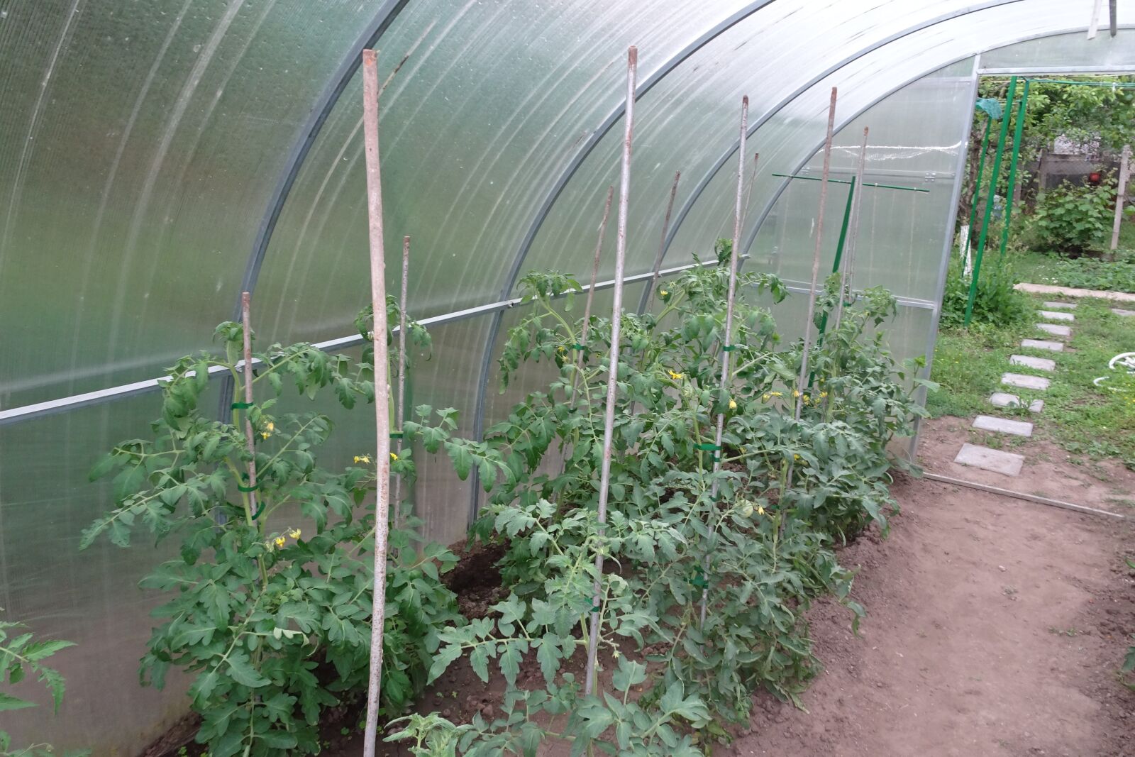 Sony Cyber-shot DSC-HX90V sample photo. Greenhouses, tomatoes, garden photography