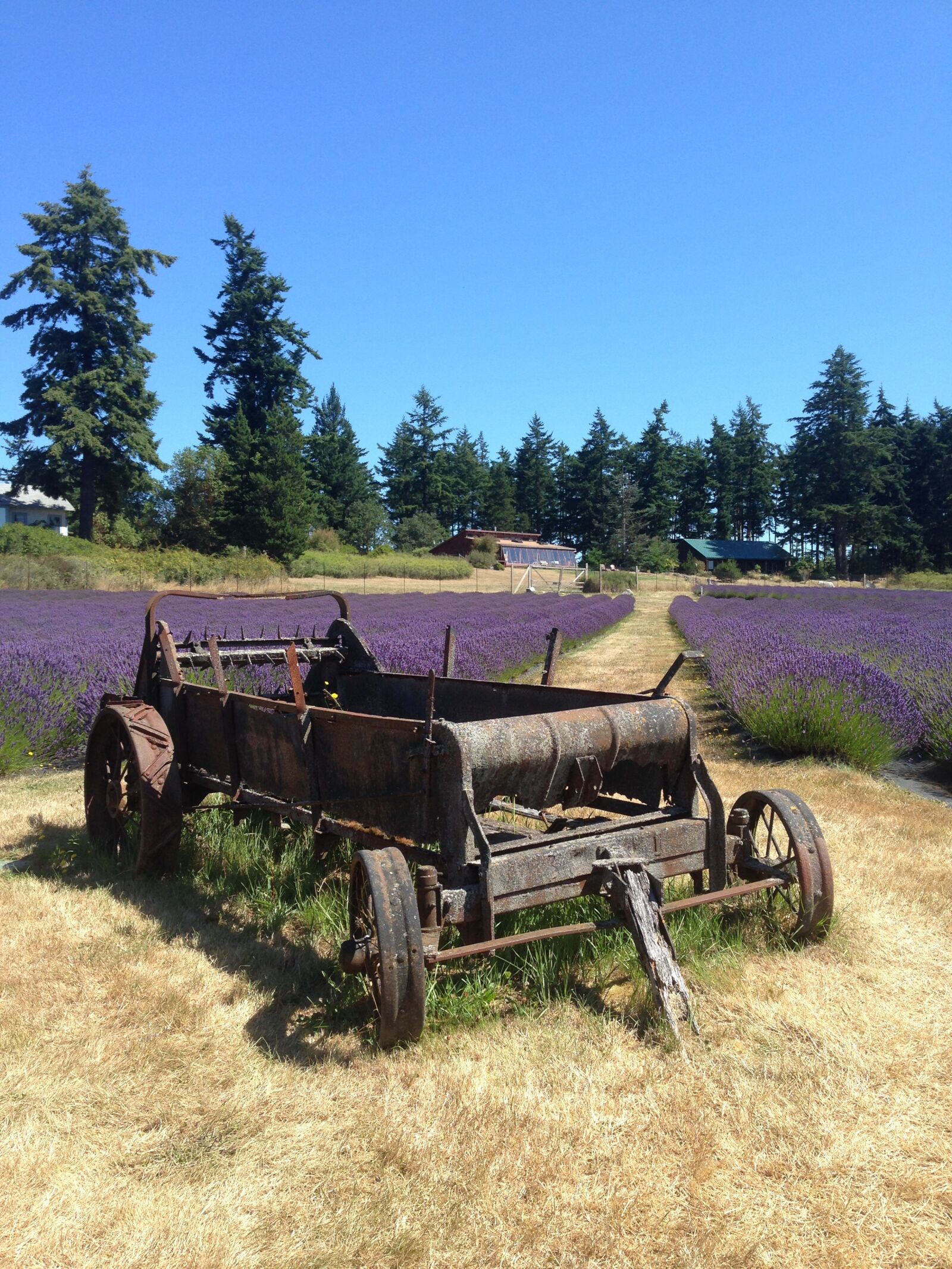 Apple iPhone 5c sample photo. Lavender, field, wheelbarrow photography