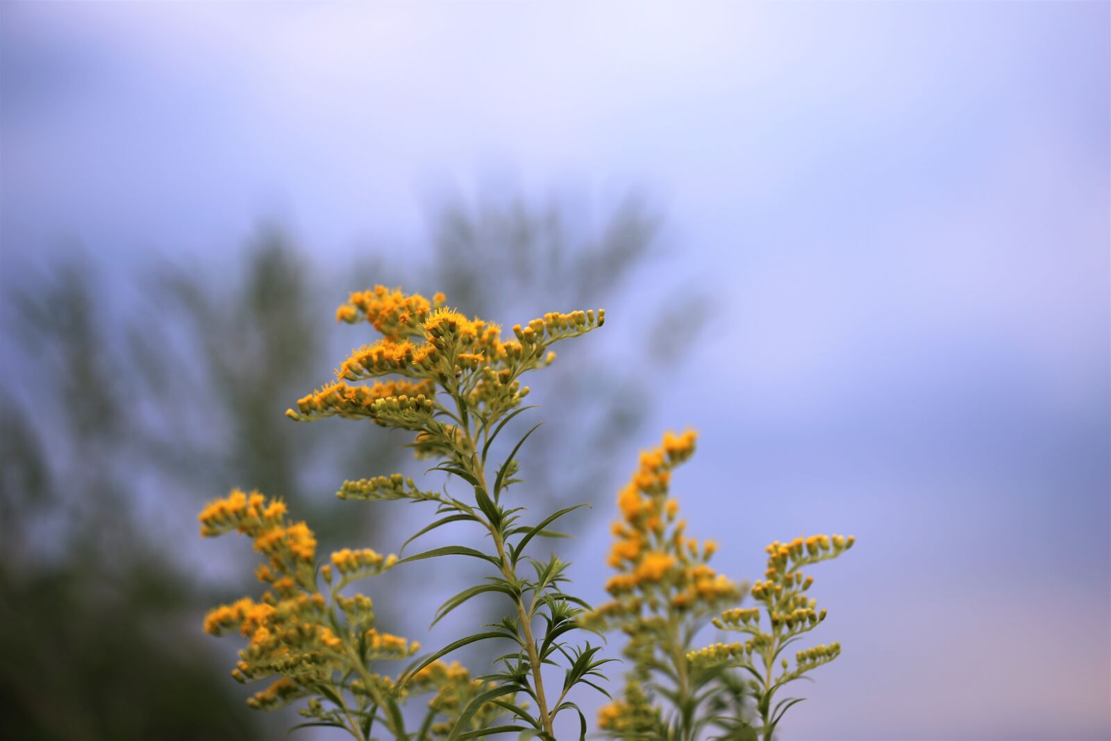 Canon EOS 6D + Canon EF 100mm F2.8 Macro USM sample photo. Solidago gigantea, goldenrod, nature photography