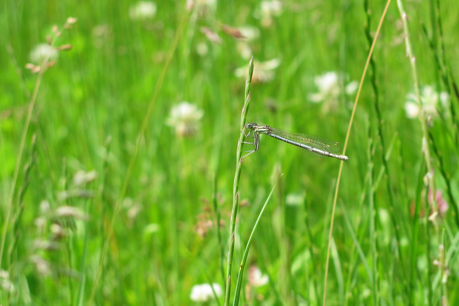Canon PowerShot SX120 IS sample photo. Dragonfly, grass, summer photography