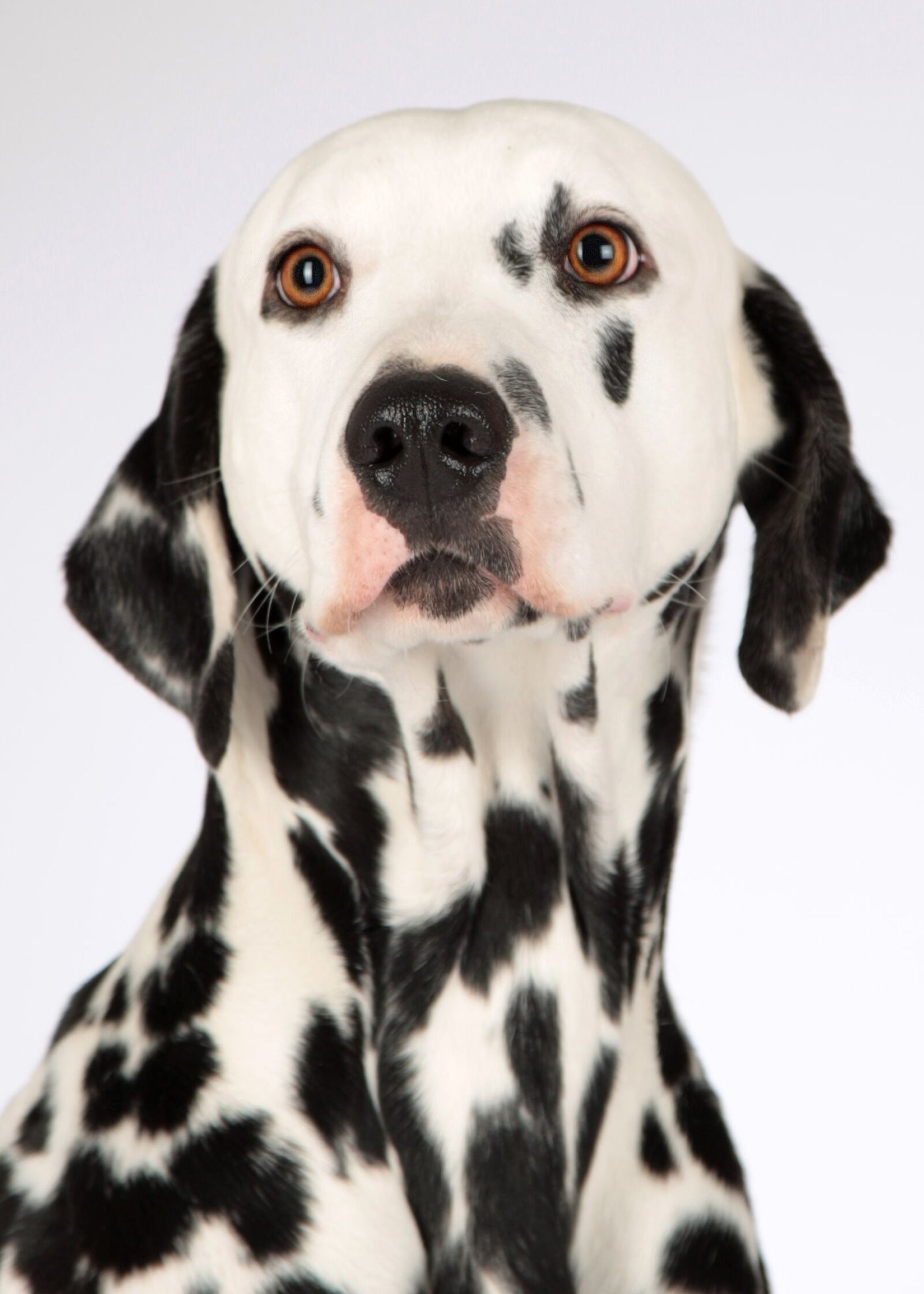 Canon EOS-1D Mark III sample photo. Dog, dalmatians, animal portrait photography
