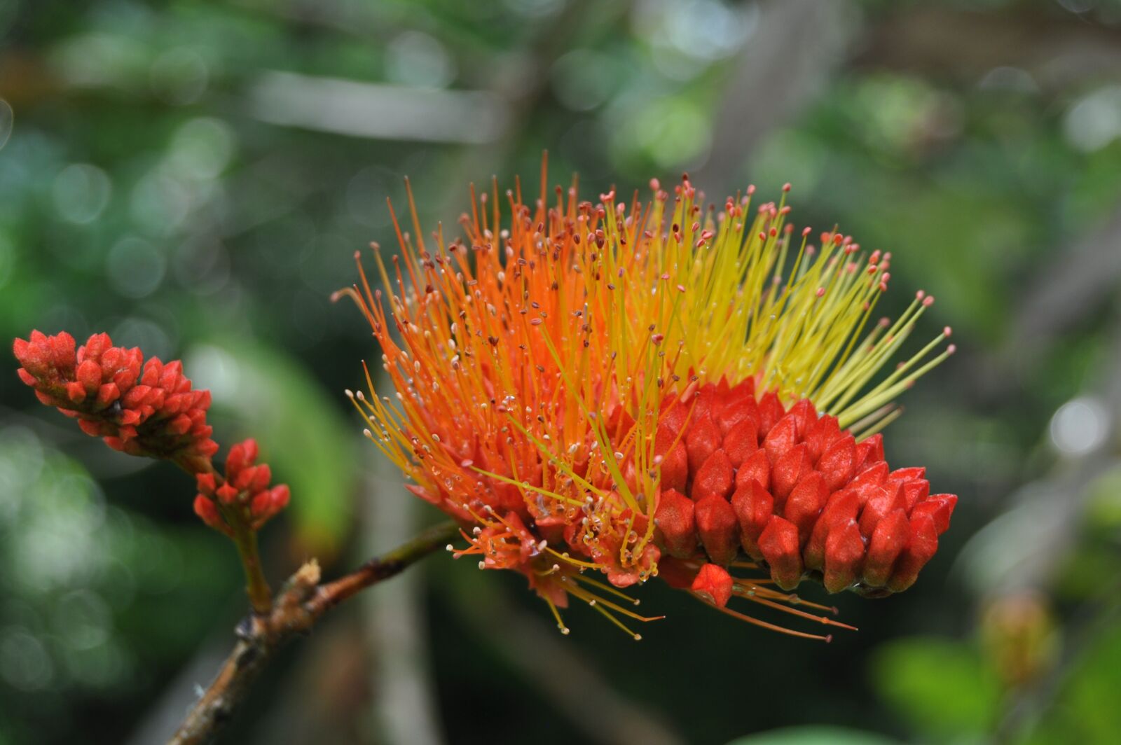Nikon D5000 sample photo. Flower, nature, spring photography