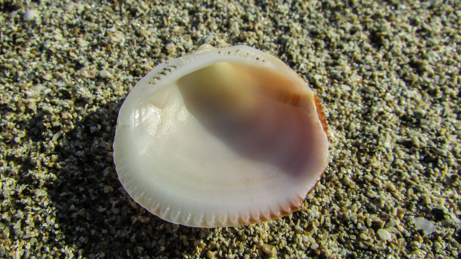Canon PowerShot SX400 IS sample photo. Shell, sand, beach sand photography