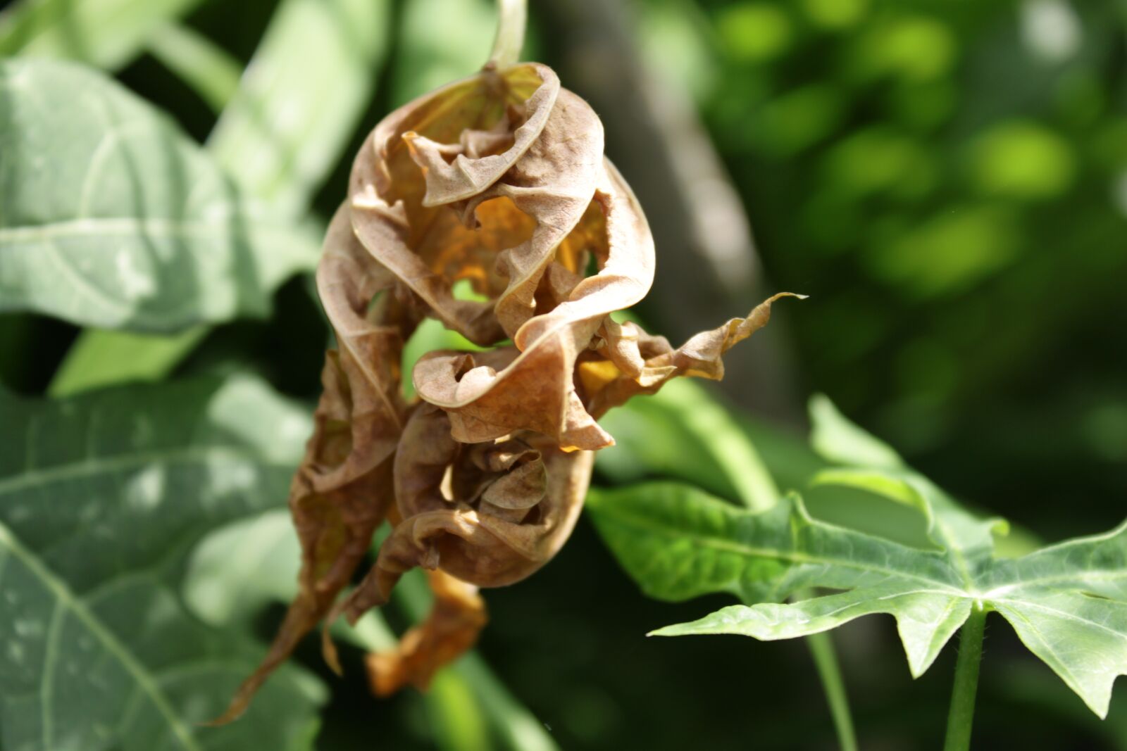 Canon EOS 500D (EOS Rebel T1i / EOS Kiss X3) sample photo. Leaf, dry, dead photography