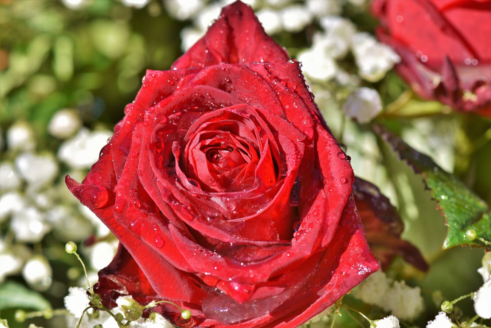 Nikon D7200 sample photo. Rose, rose bloom, floribunda photography