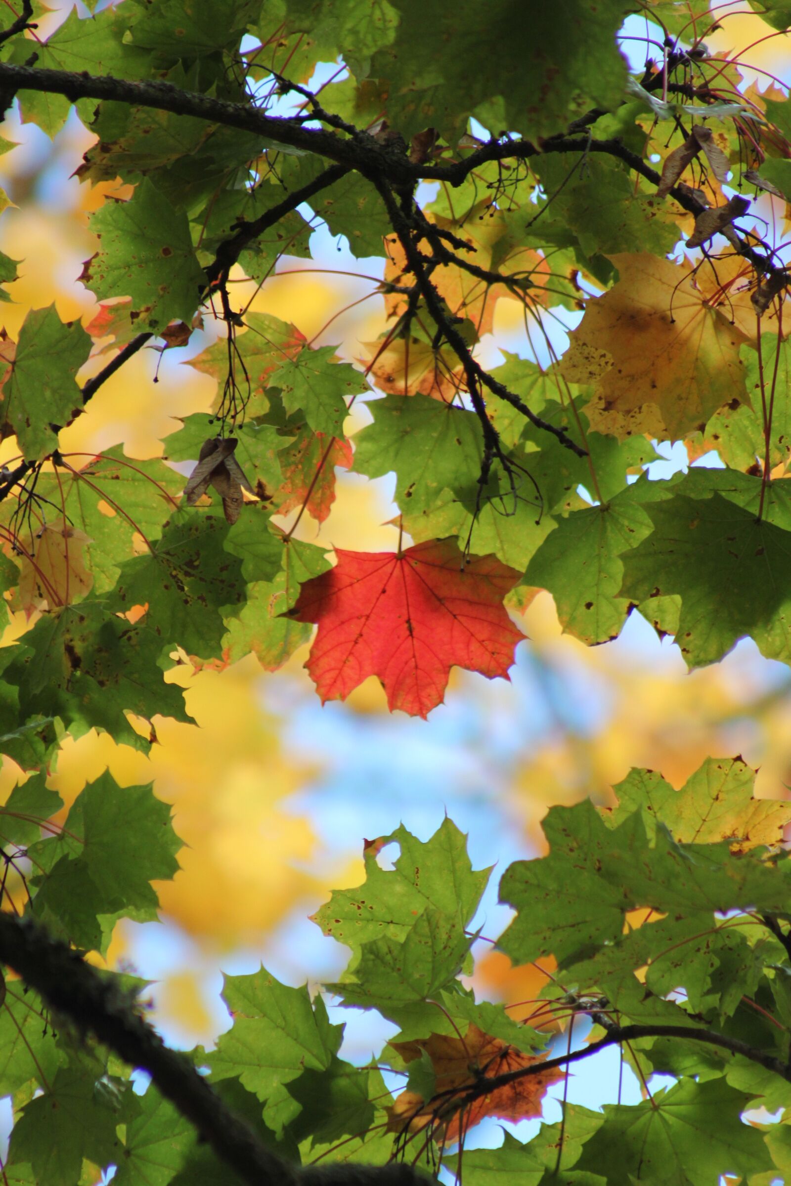 Canon EOS 550D (EOS Rebel T2i / EOS Kiss X4) sample photo. Leaf, fall foliage, autumn photography